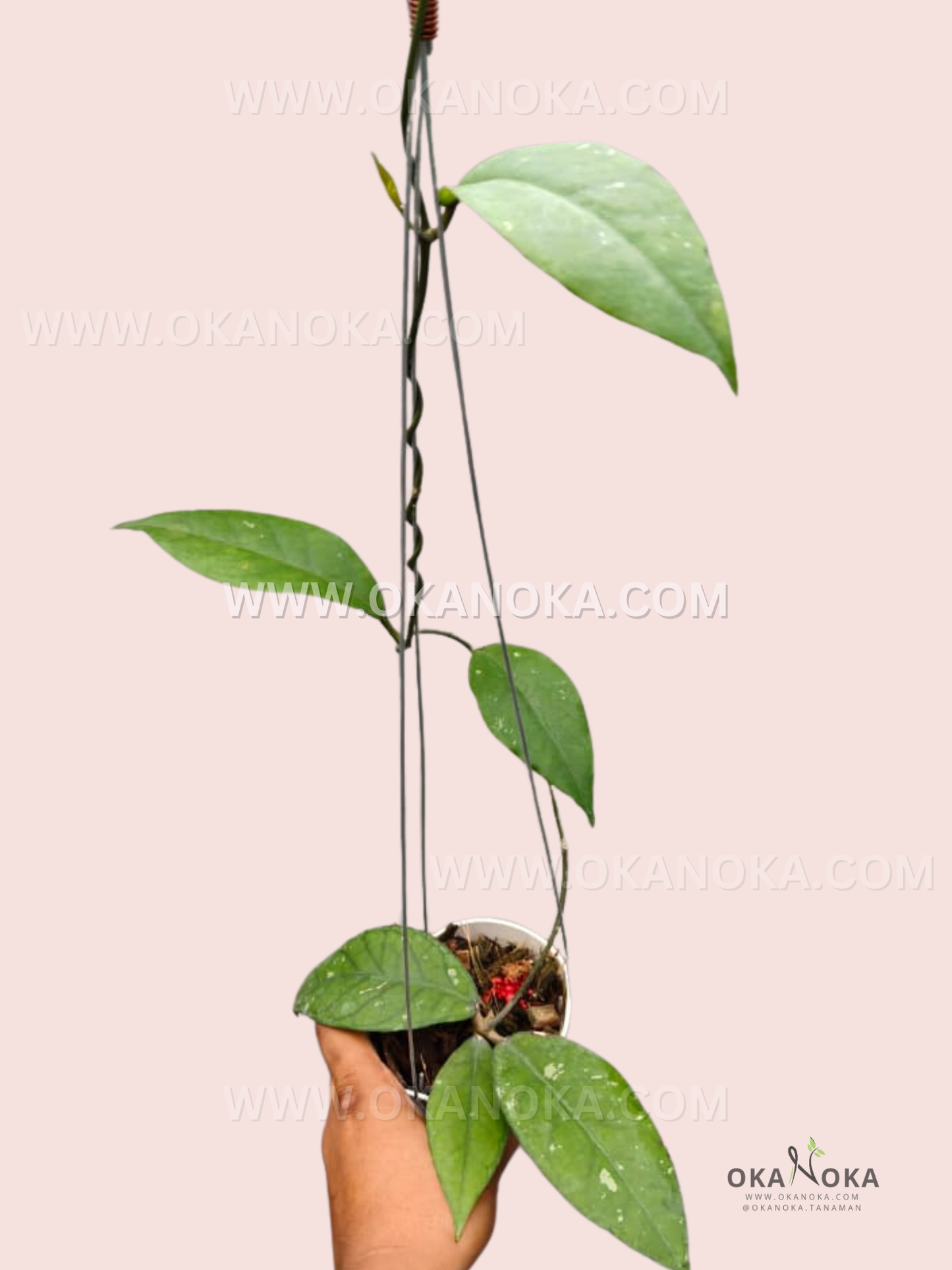 Hoya sp. Aceh Black Octopus hanging plant with dark green elongated leaves, cascading trailing vines, in a small pot.