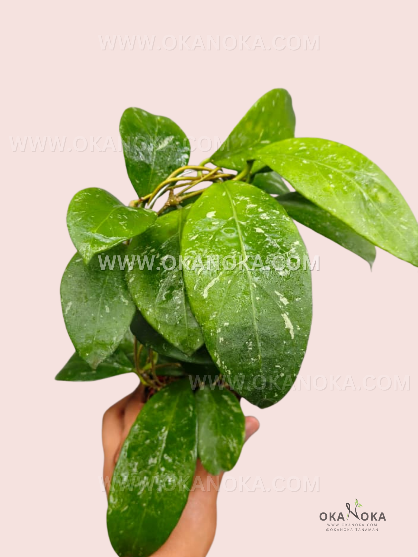 Hand holding a Hoya sp. Lai Chau (splash) live plant with vibrant green leaves splashed with creamy variegation, ready for indoor decoration.