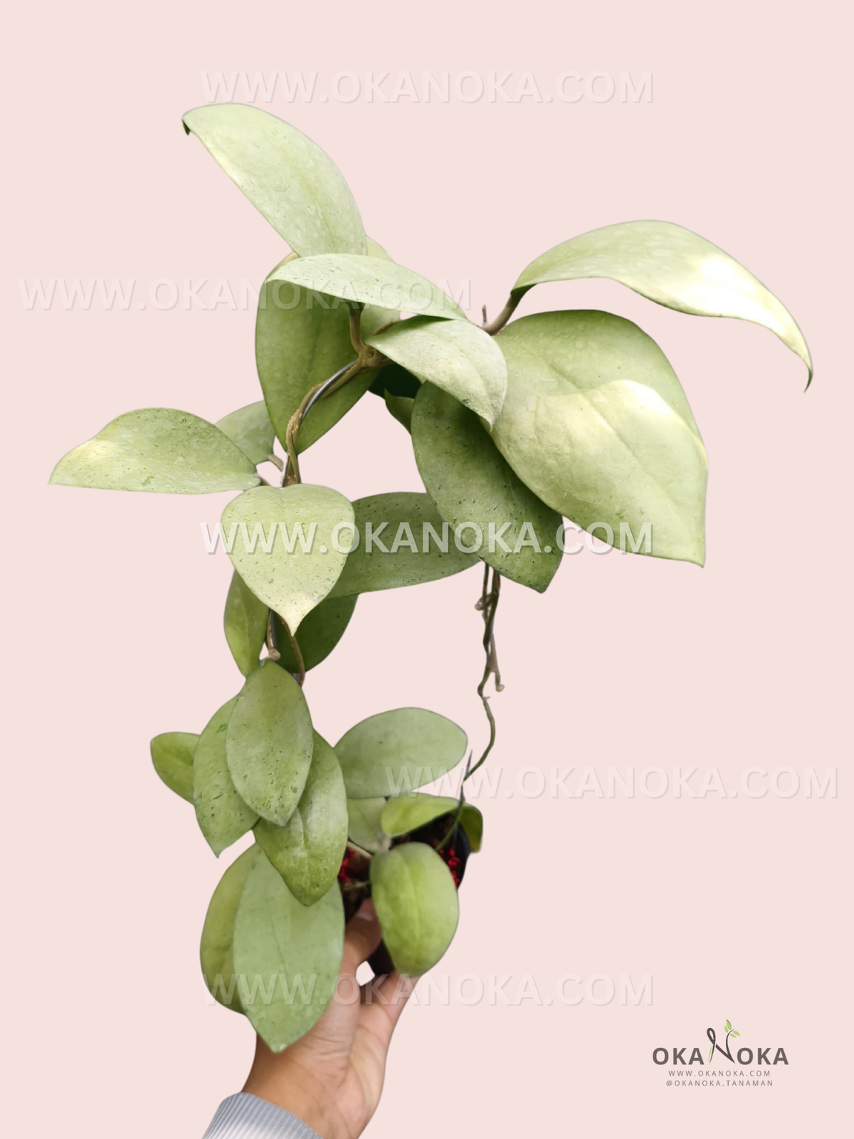 Hoya sp. Menak Sopal Big Size live plant with broad silver-green leaves, elongated climbing vines, and established foliage growing from a small hanging pot.