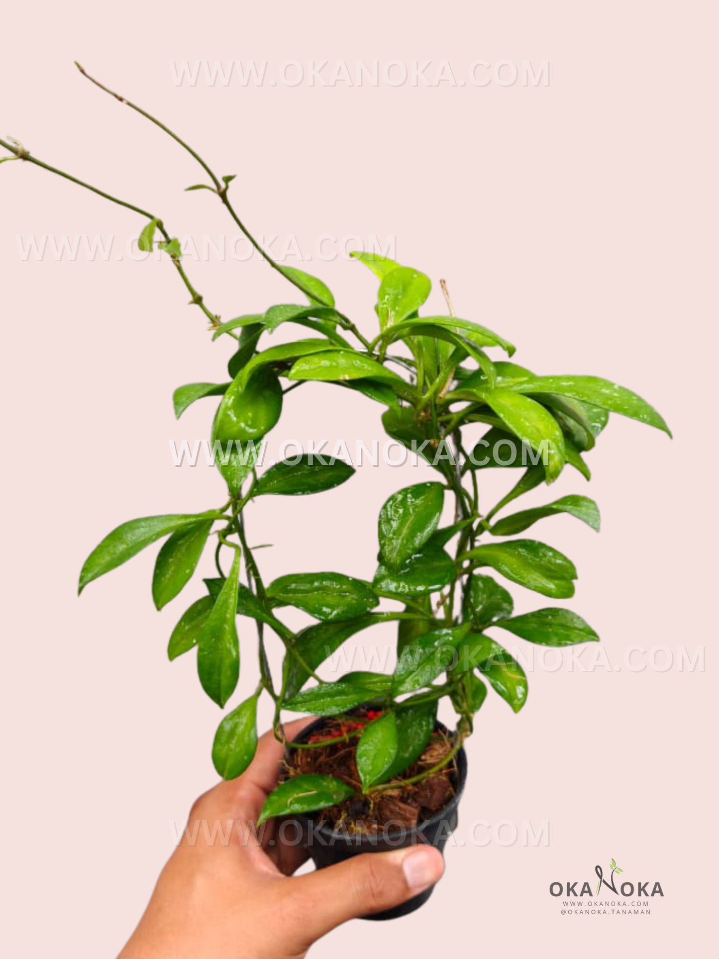 Close-up of Hoya sp. aff. Parvifolia VN-383 showing glossy, elongated green leaves and trailing vine in a small pot, perfect for indoor hanging display.