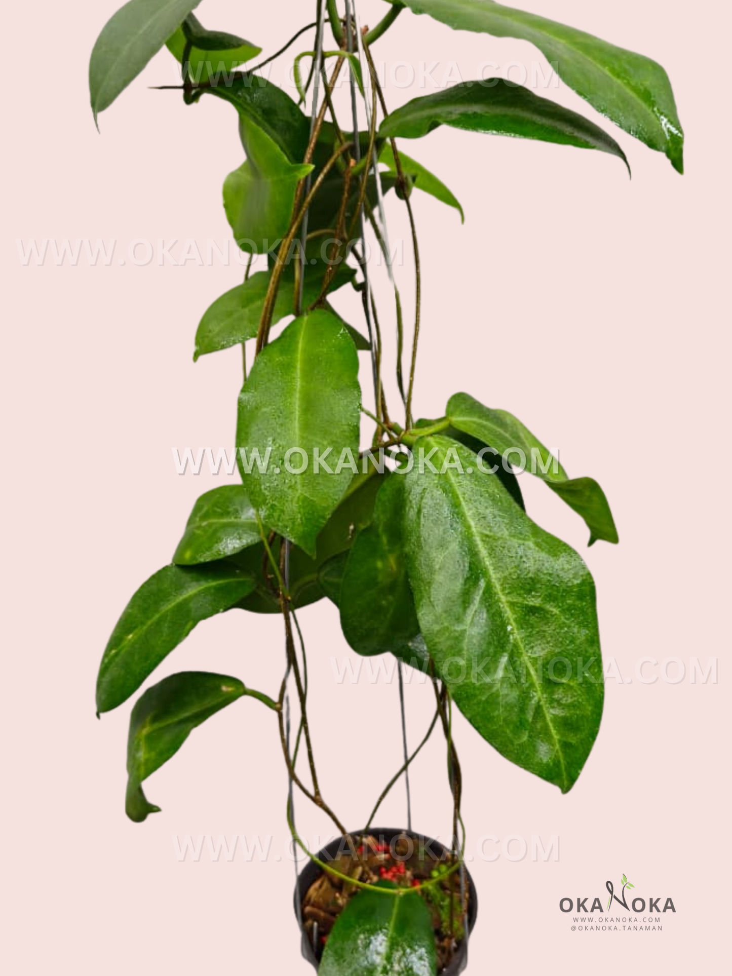 A vibrant Hoya versteegii live plant in a black hanging pot with trailing glossy green leaves, ideal for indoor hanging display.