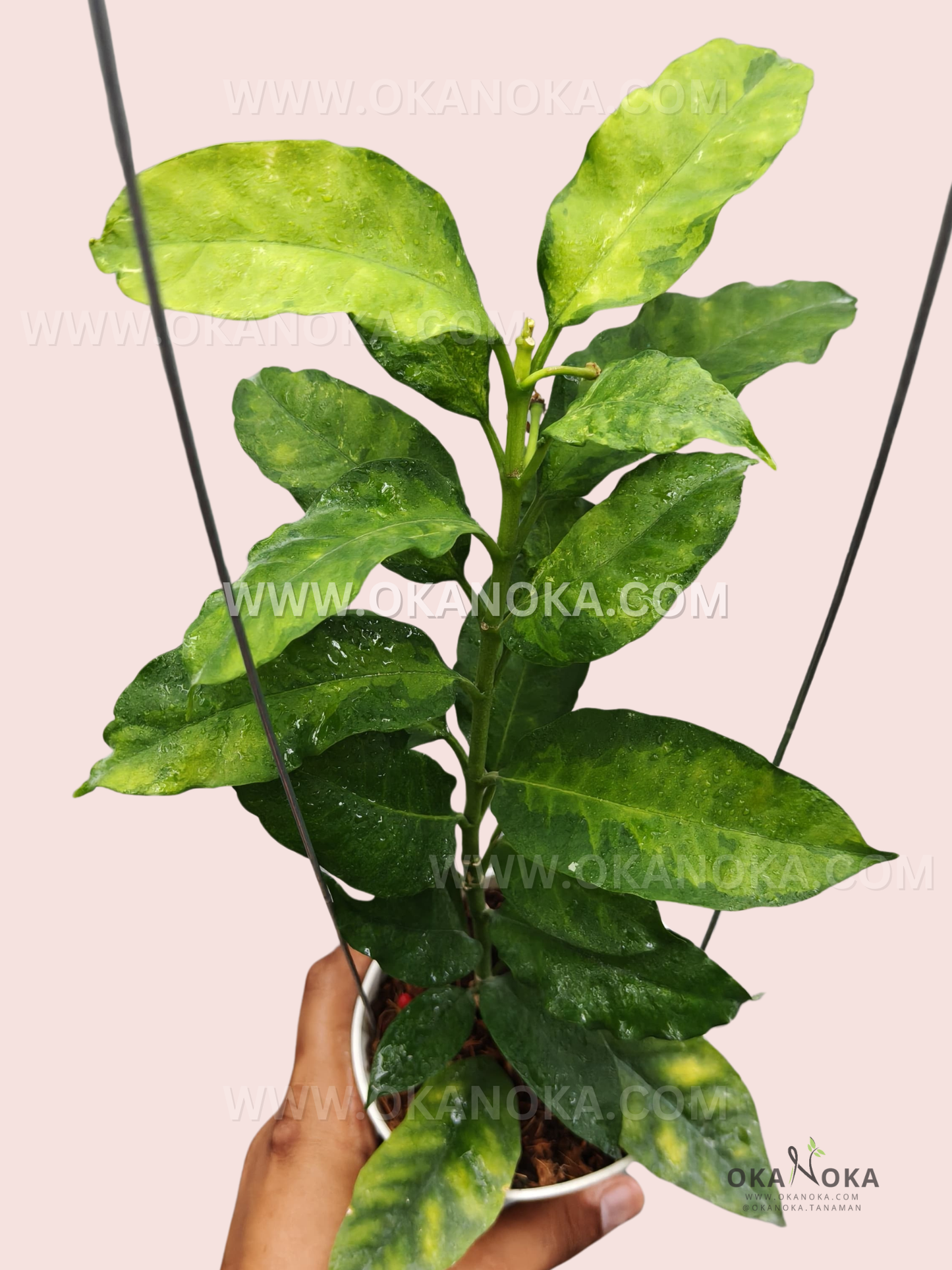 Hoya Multiflora Inner Variegated live plant with cream-centered glossy green leaves.