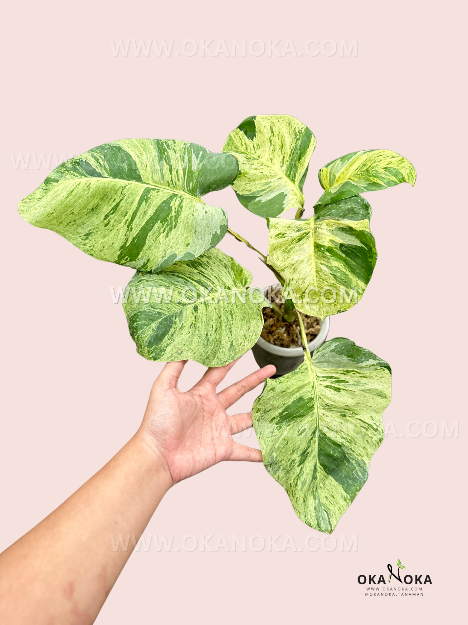 large leaf pothos Manjula Pothos Large Size – Okanoka