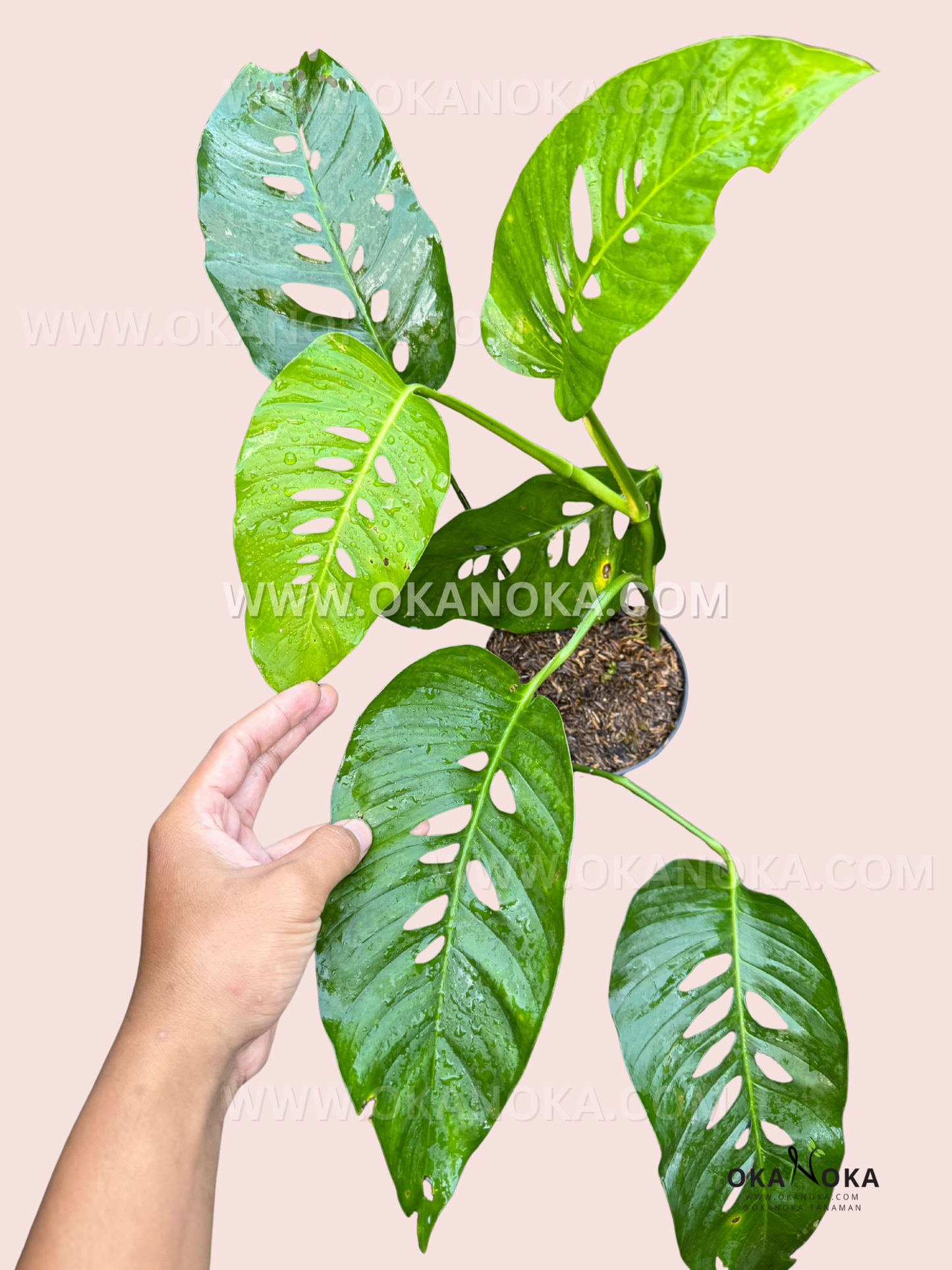 Monstera laniata in a pot on a pale pink backdrop, with a hand touching one long fenestrated leaf and multiple glossy leaves stretching outward.