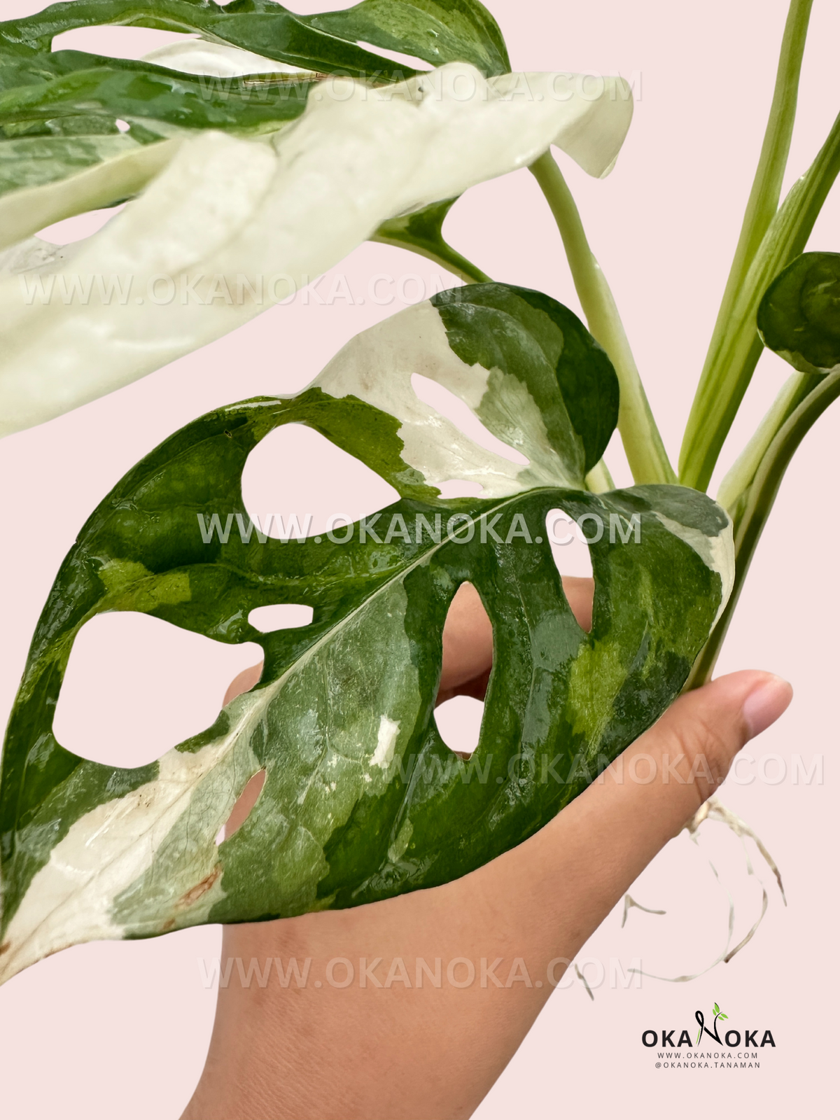 Premium Monstera Adansonii Tricolor live plant for indoor tropical plant collections.