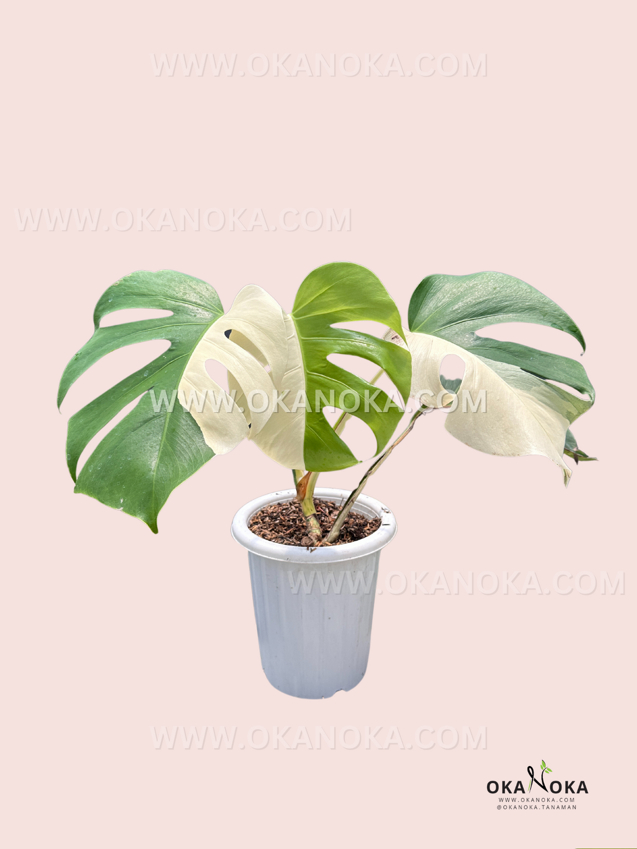 fensterblatt monstera deliciosa Monstera Deliciosa Halfmoon Variegated Fenestrated