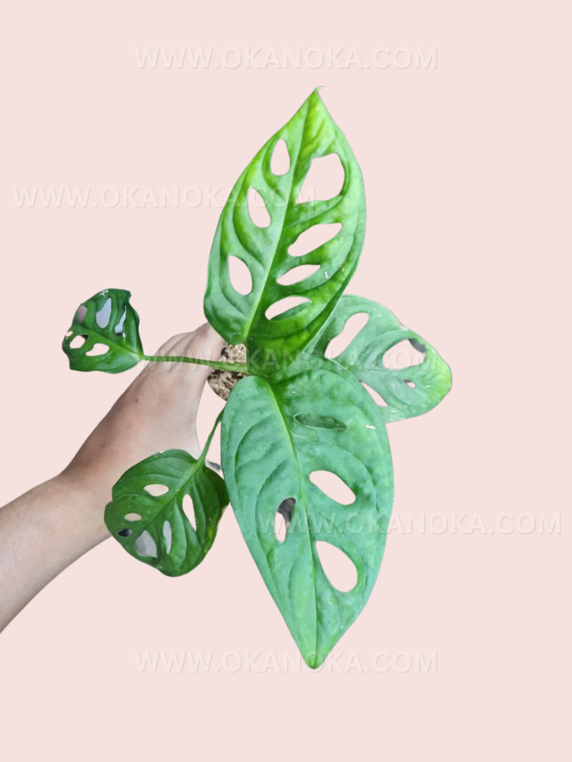 monstera lechleriana Monstera Lechleriana