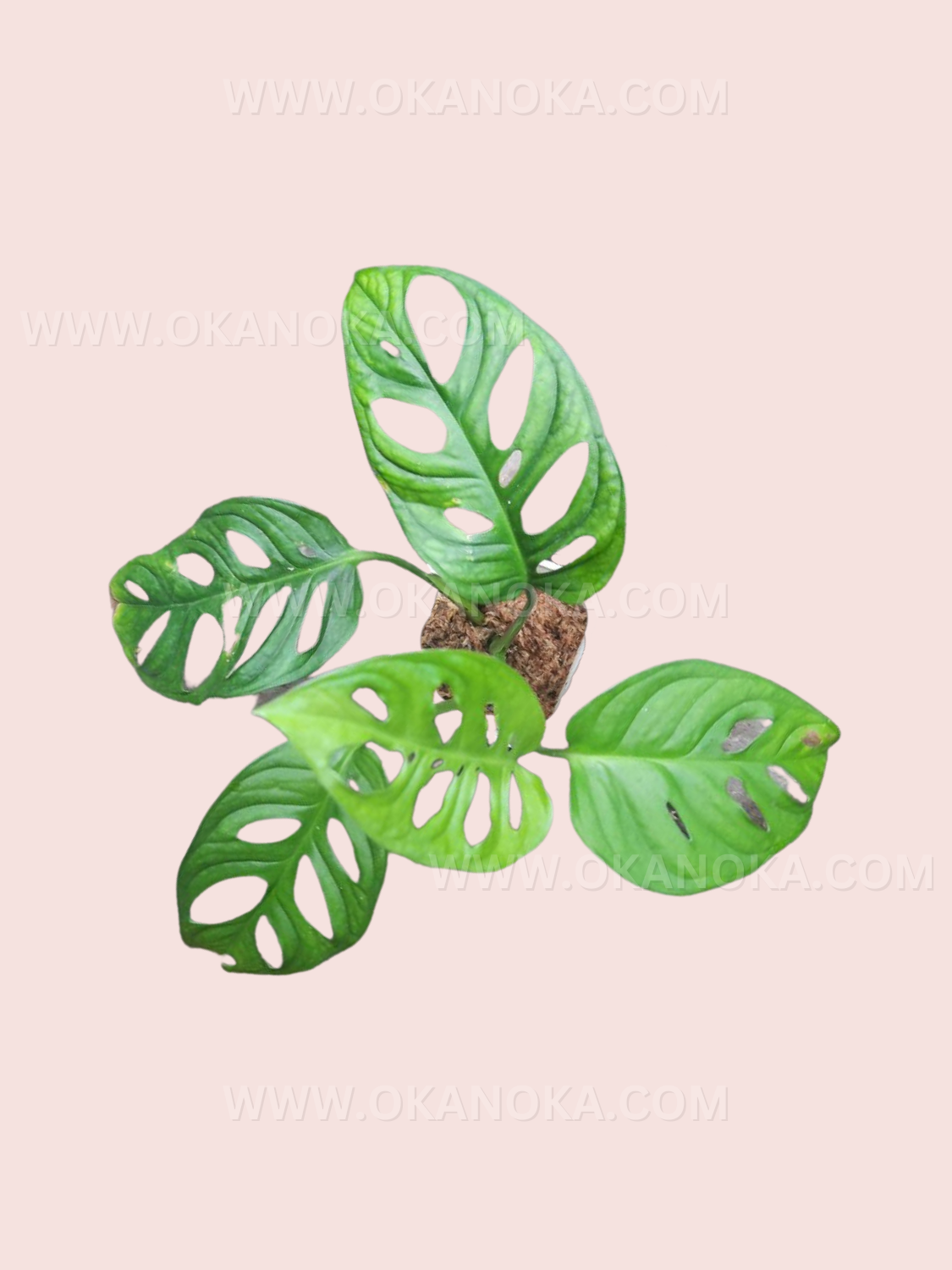 Indoor potted Monstera Lechleriana with dramatic tropical leaf patterns.
