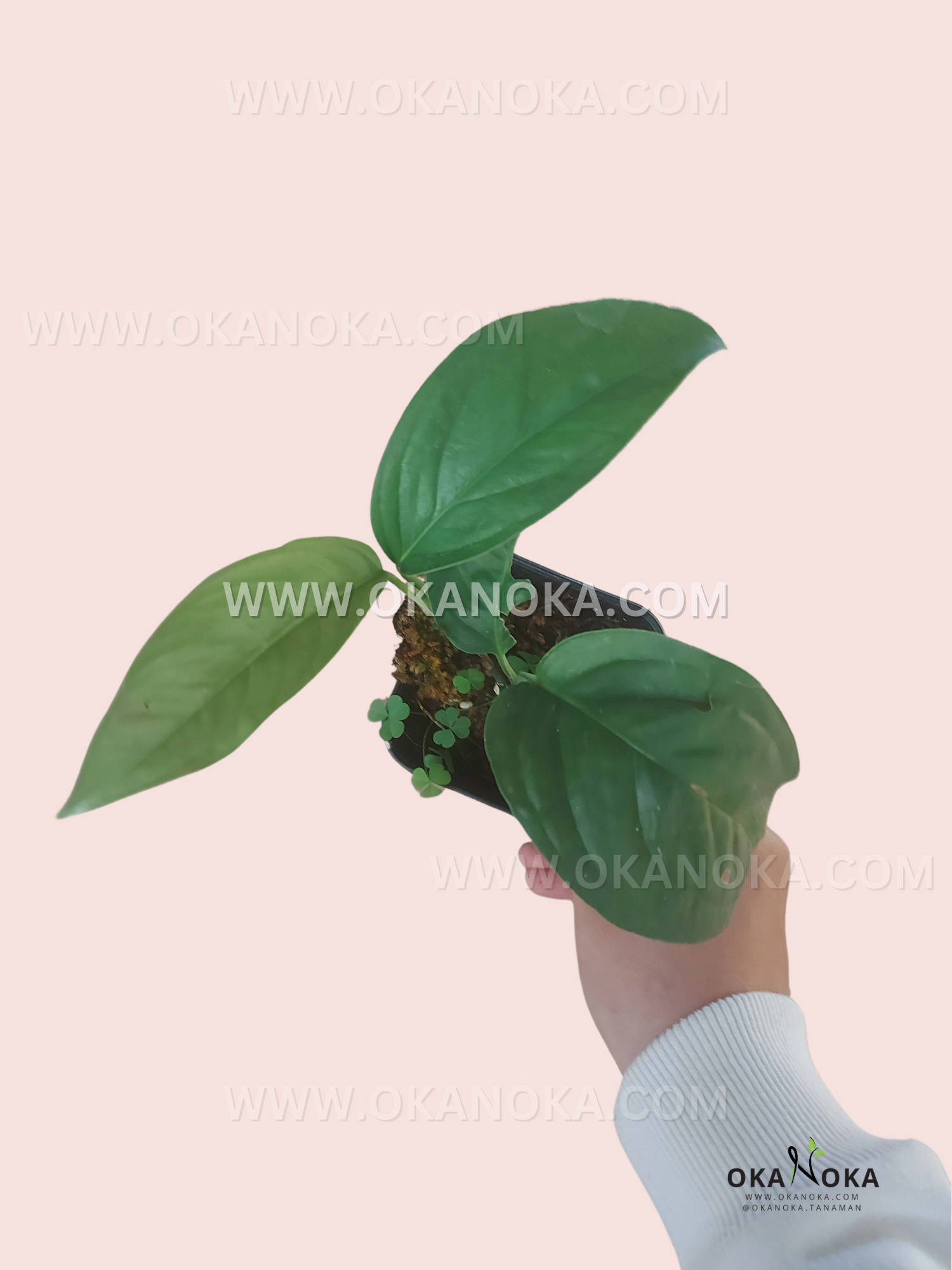 monstera obliqua yasuni Monstera Obliqua Yasuni