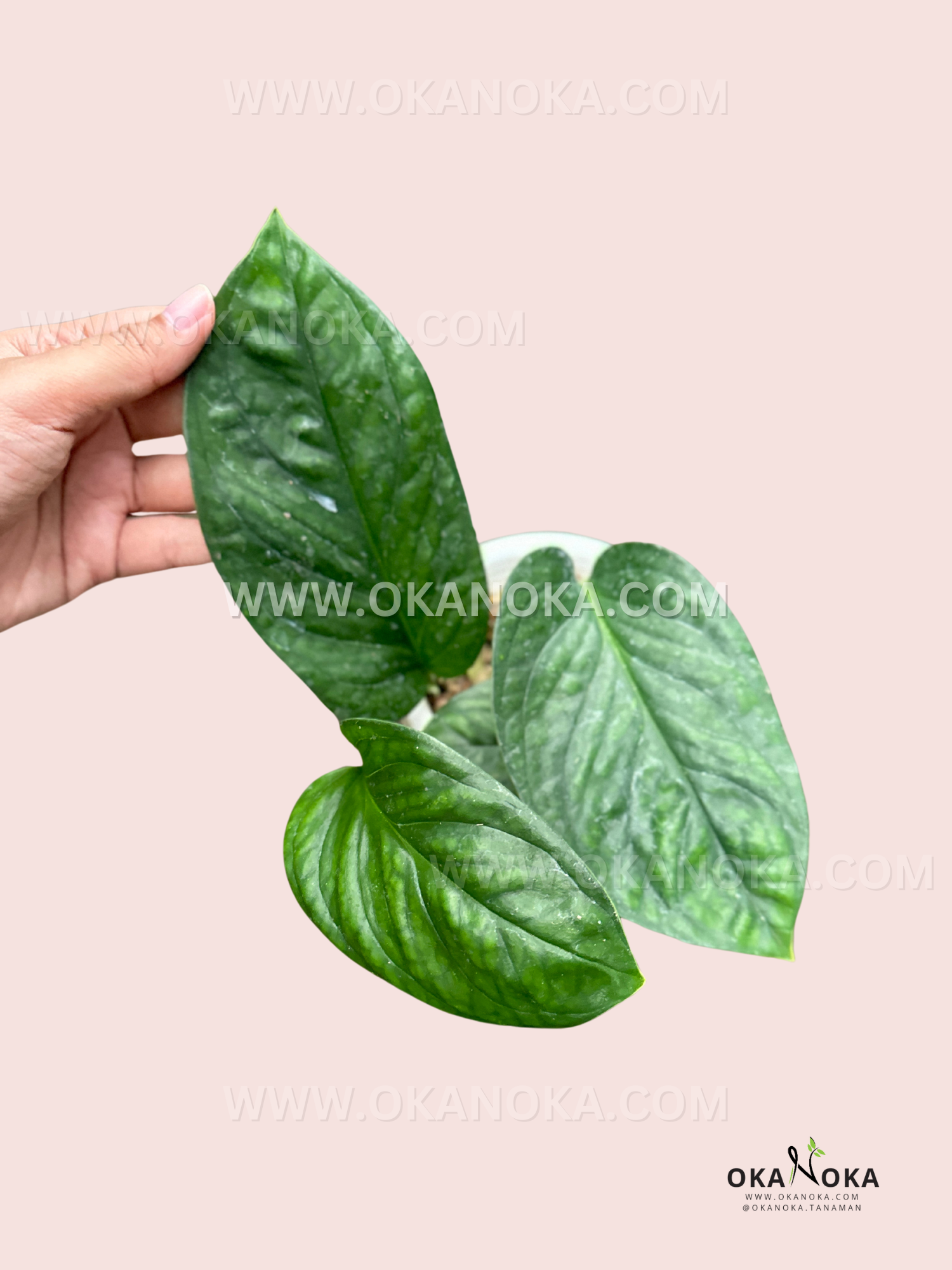 monstera pinnatipartita Monstera Pinnatipartita