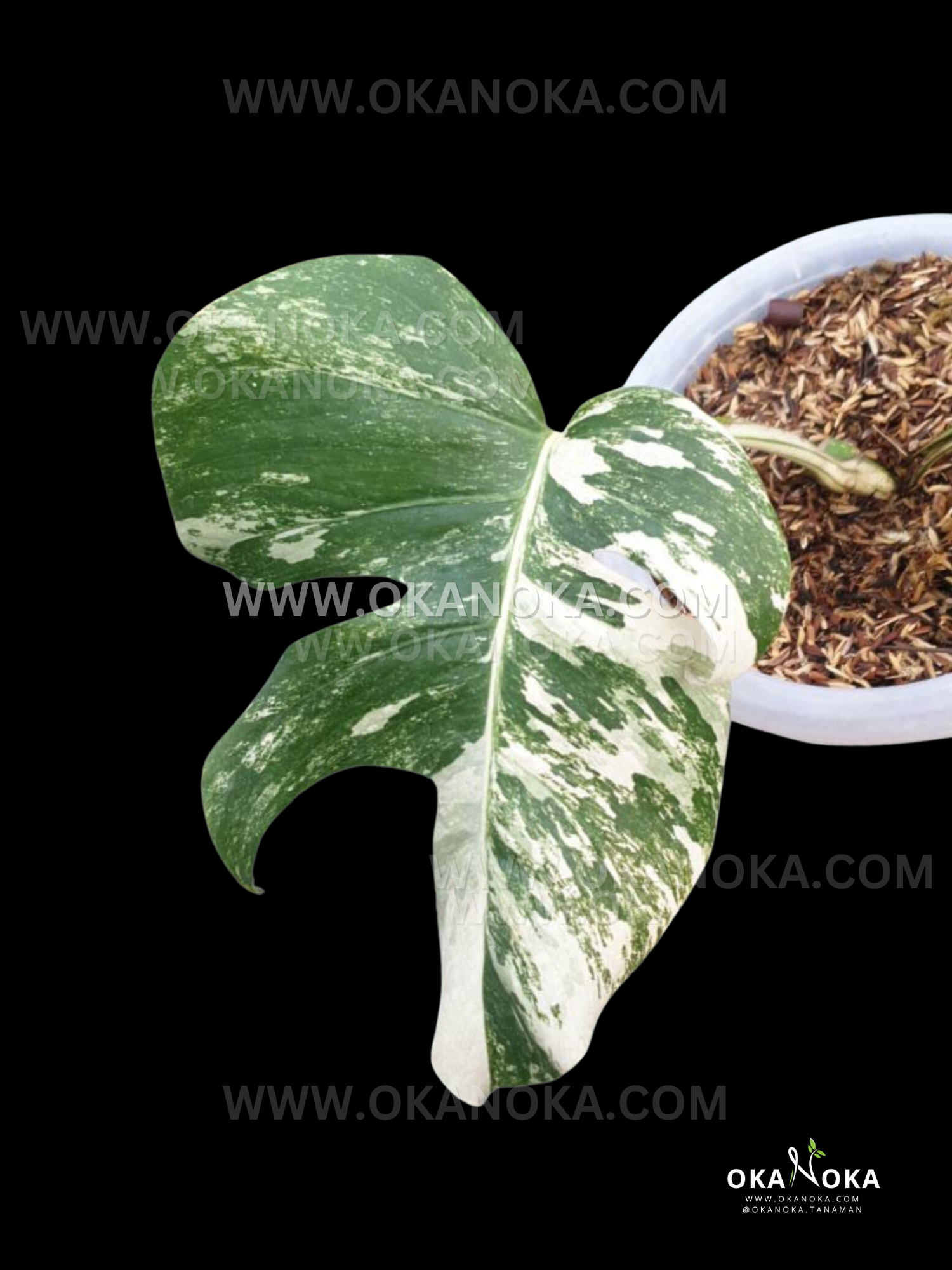 wholesale monstera plants Wholesale 50x Rooted Cutting Monstera Variegated