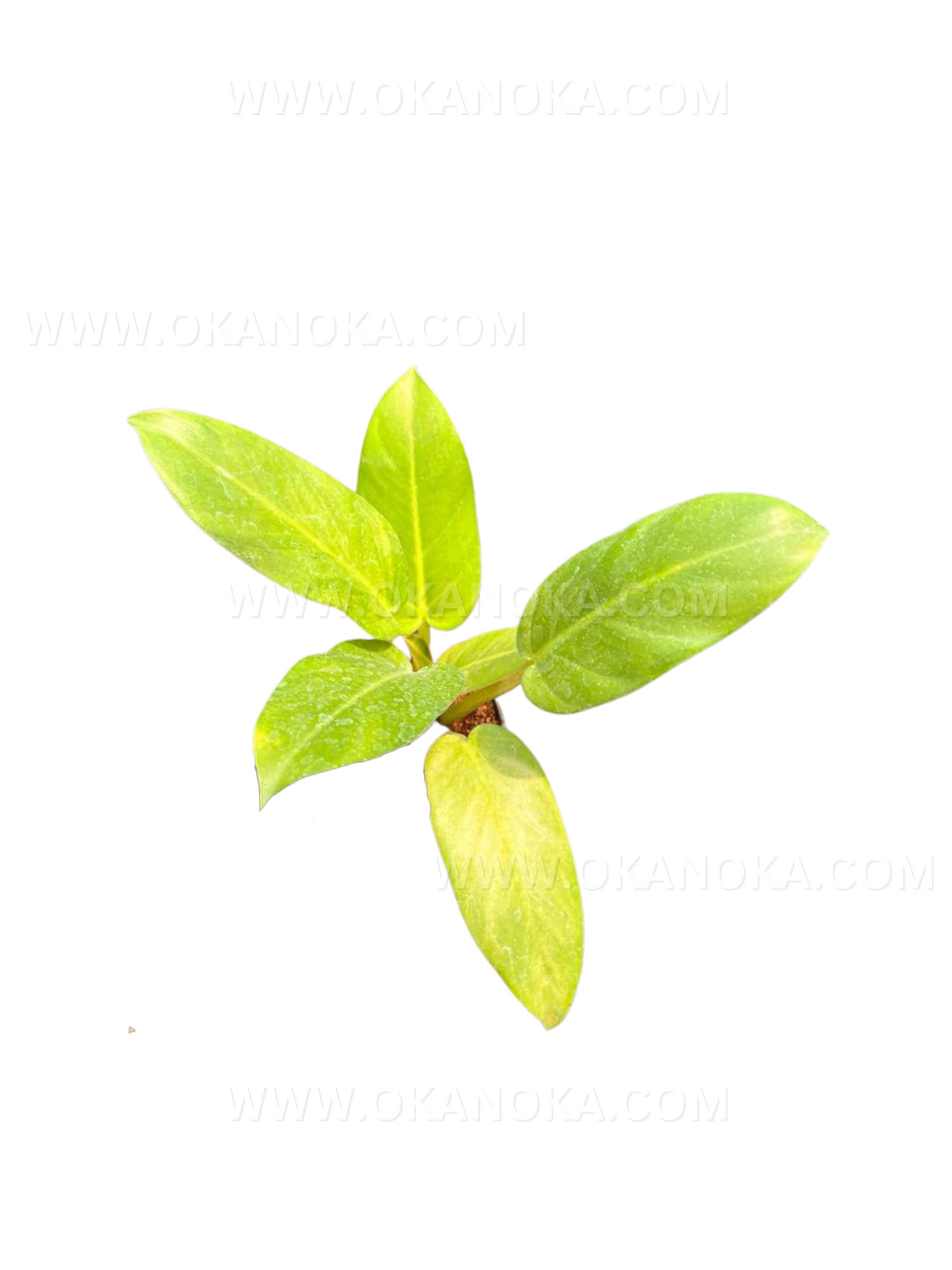 auriculatum philodendron US Store