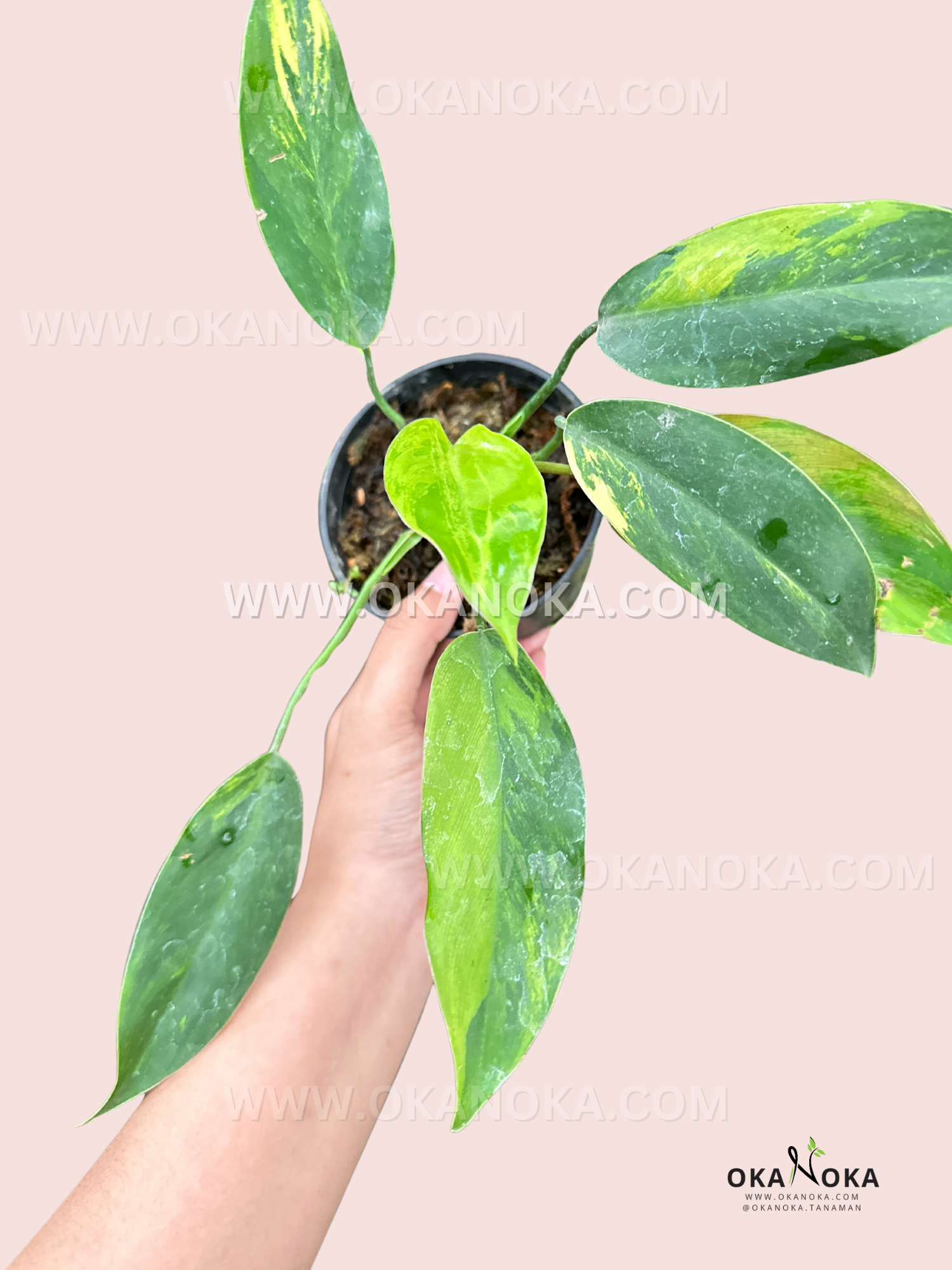 Philodendron Avocado Shake