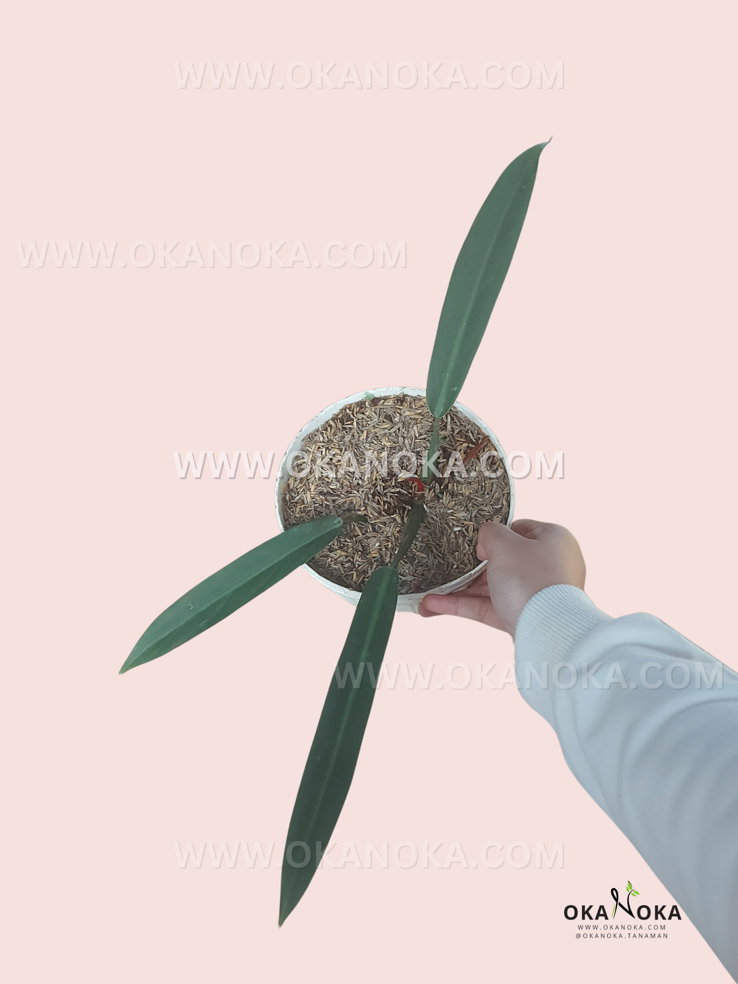 philodendron bicolour Philodendron Bicolor – Okanoka