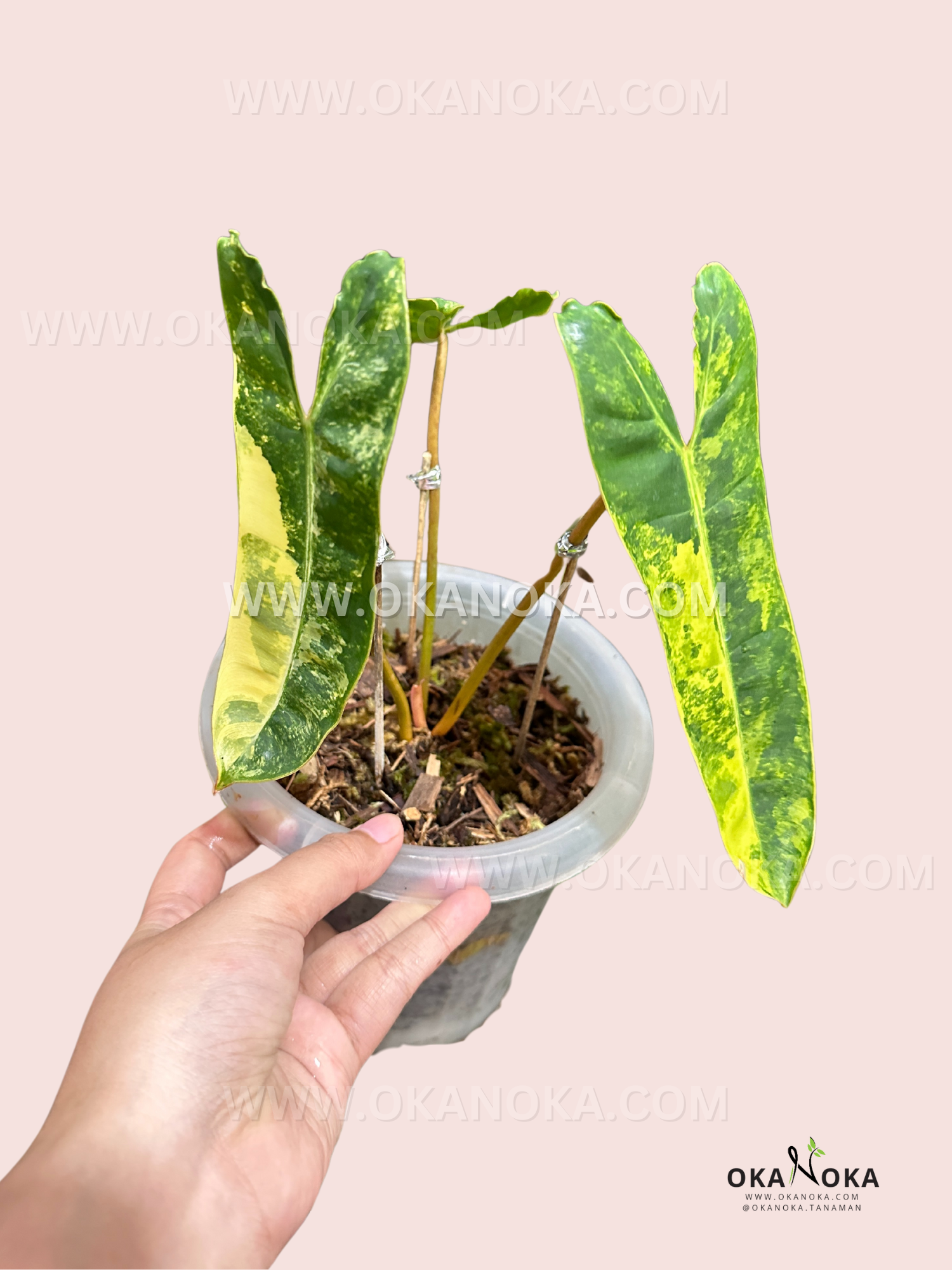 cây leaf philodendron Philodendron Billietiae Variegated