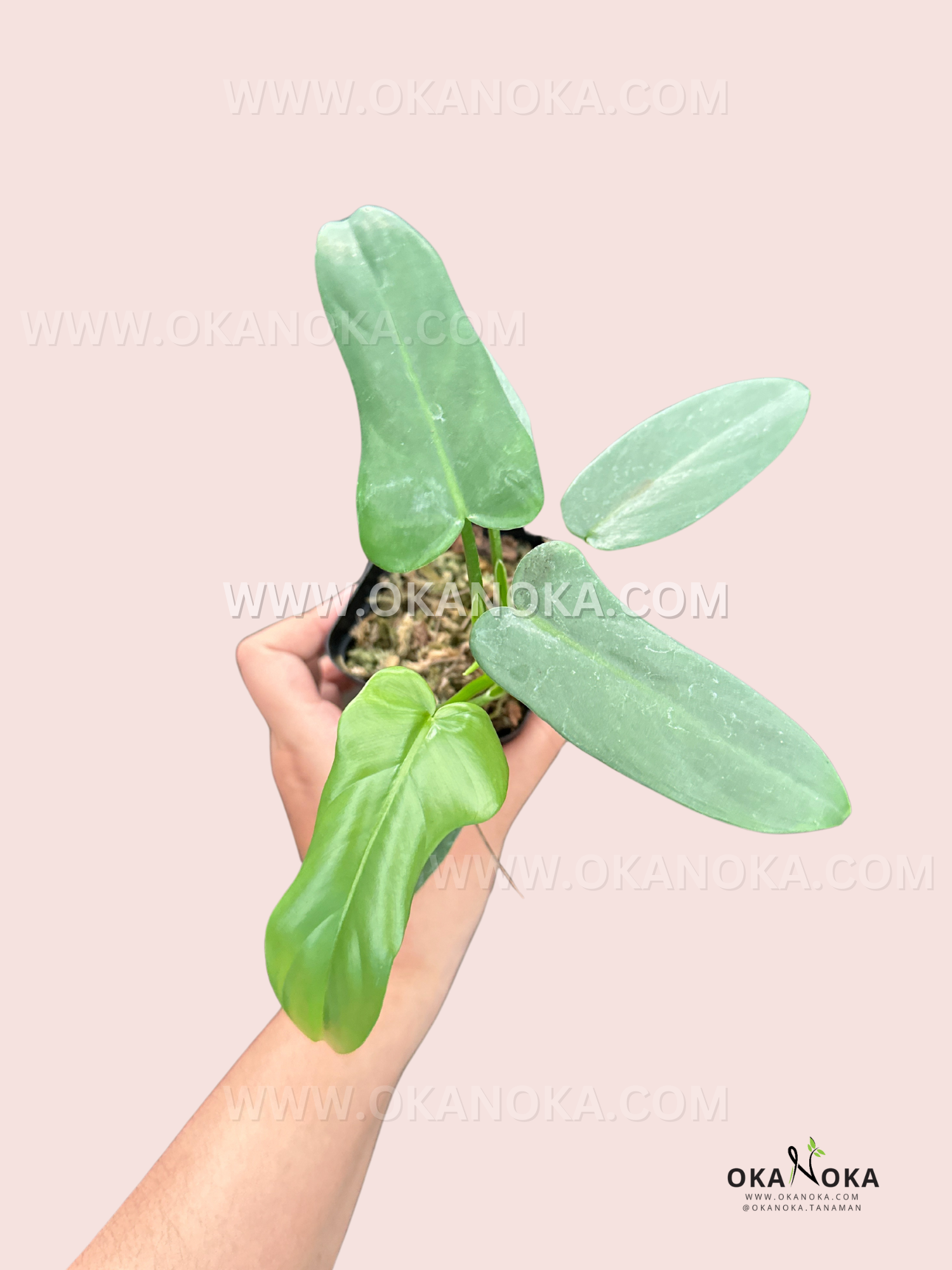 philodendron green violin Philodendron Bipennifolium Violin Green