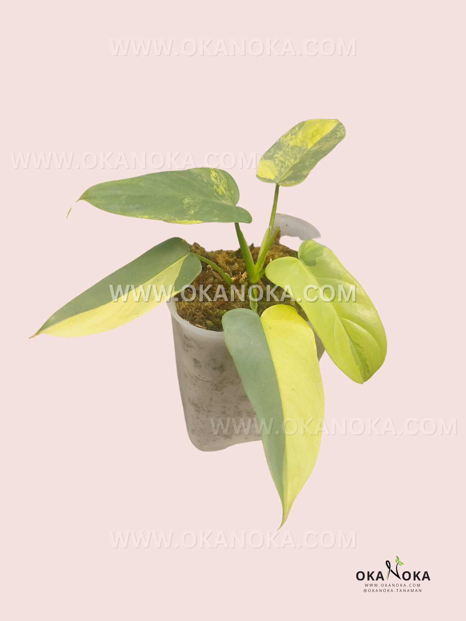 philodendron bipennifolium Philodendron Bipennifolium Violin Variegated – Okanoka