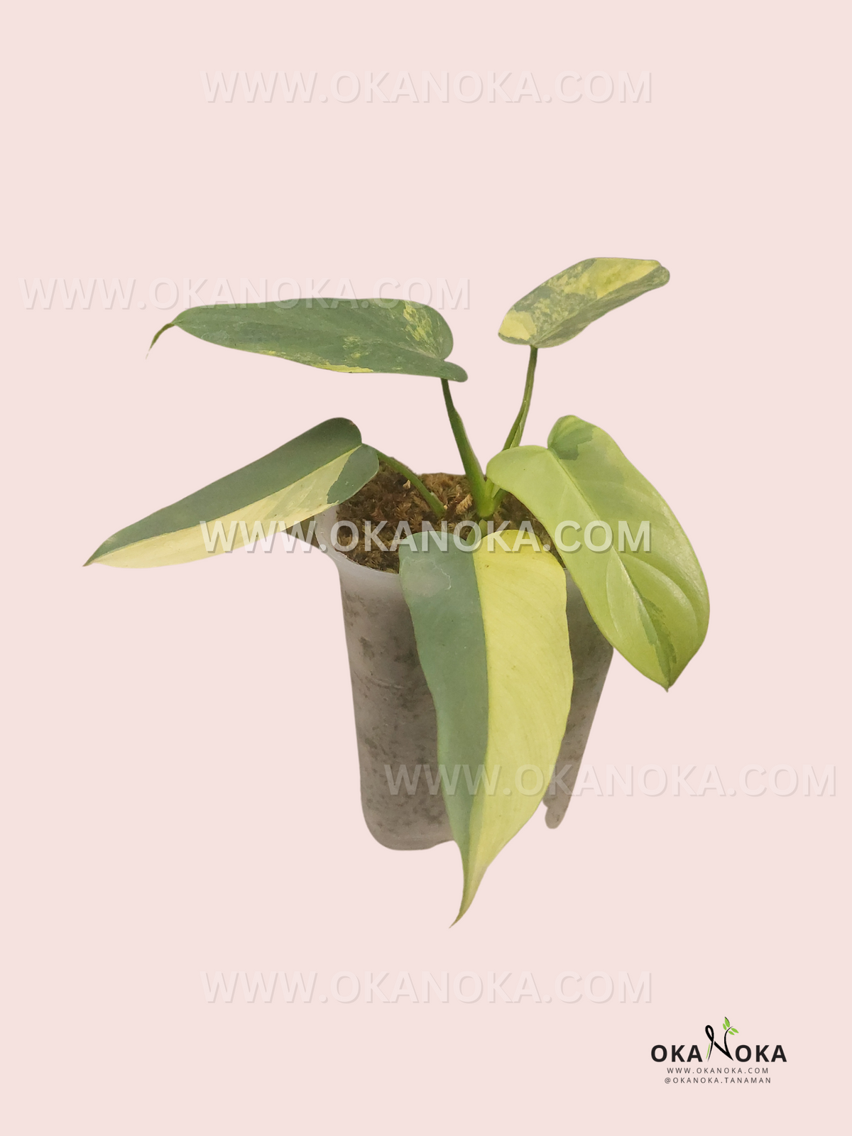 Indoor group setup with multiple Philodendron Bipennifolium Violin Variegated plants in pots, arranged for display