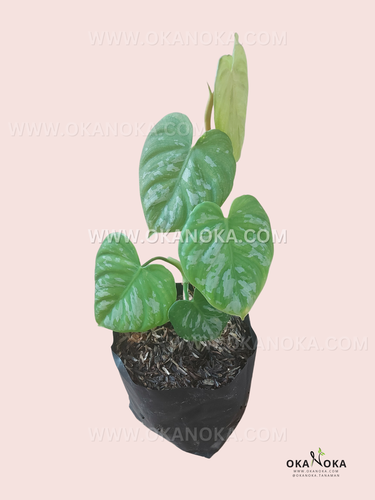 philodendron ecuadorian Philodendron Brandtianum Wild Form Ecuador