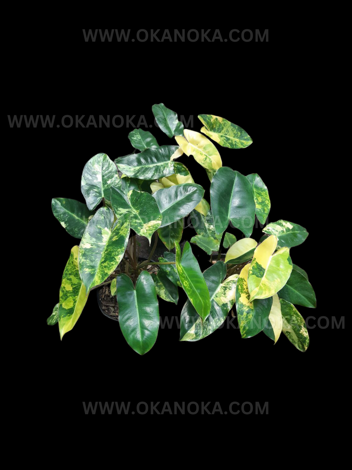 philodendron burle marx albo variegata Wholesale 50x Philodendron Burle Marx Variegated – Okanoka
