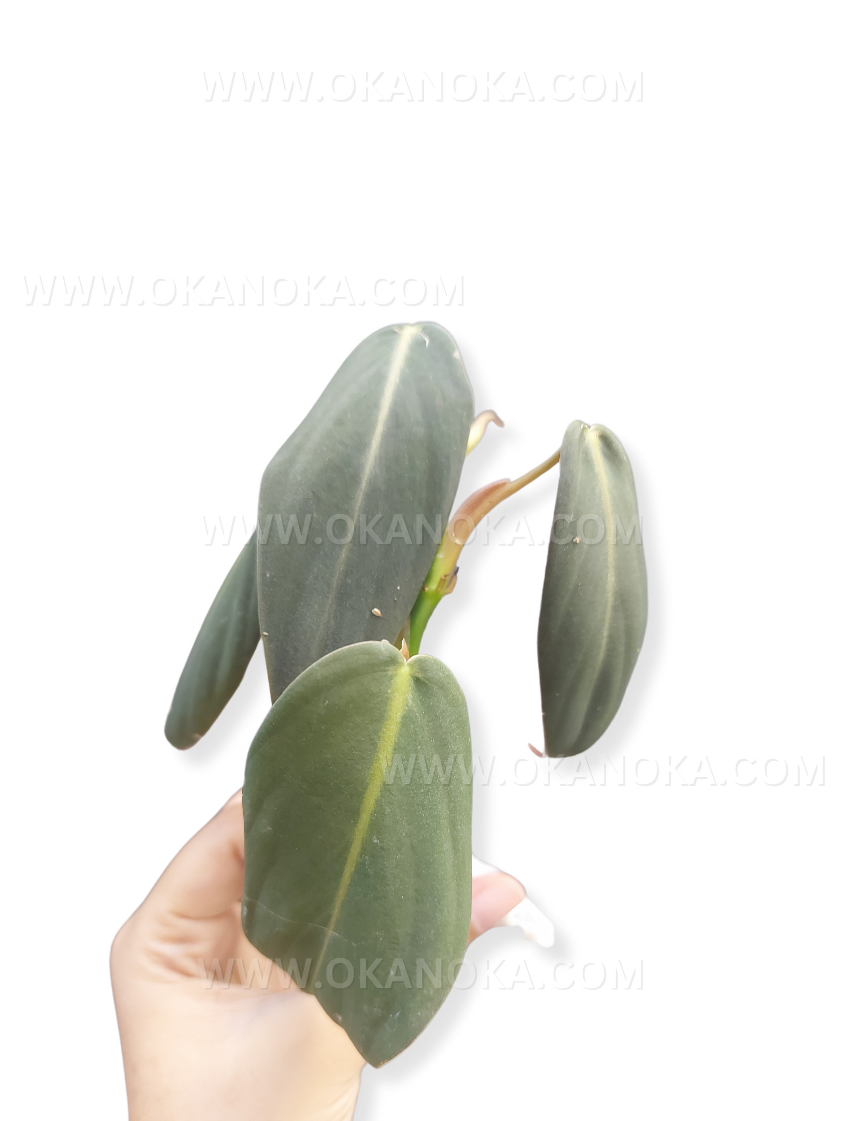 philodendron gigas buy US Store