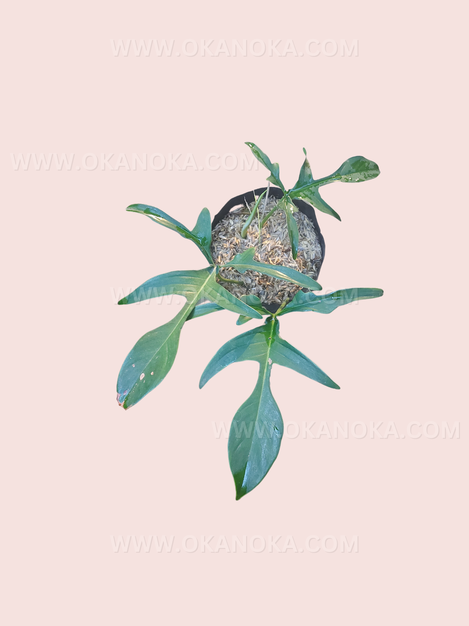 Philodendron Glandhands