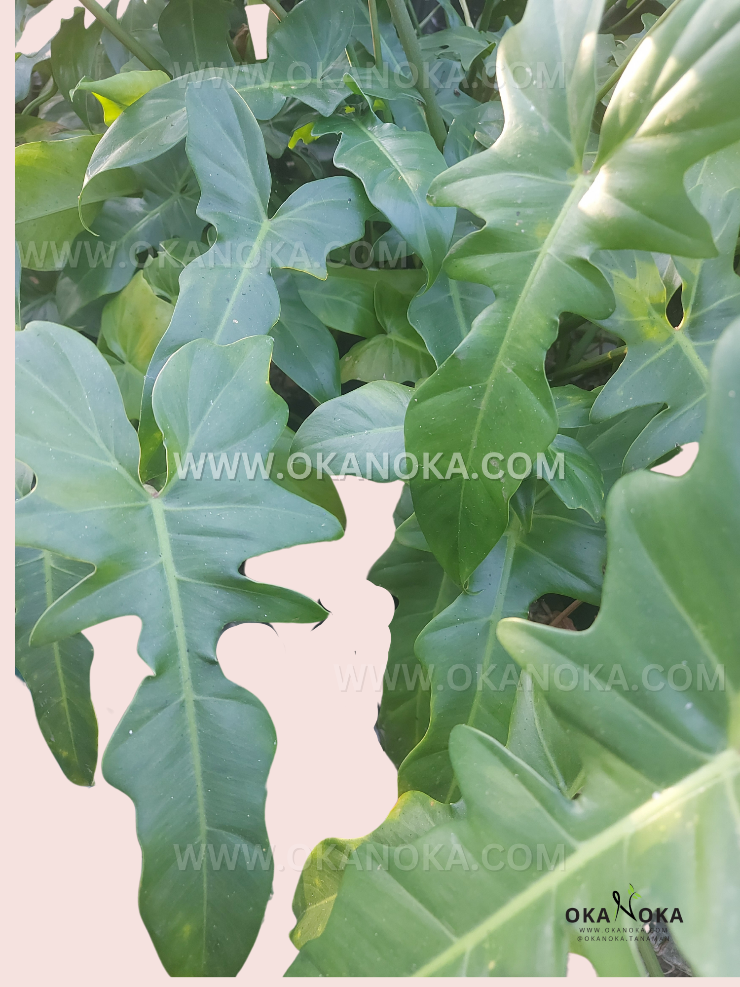 philodendron golden Philodendron Golden Dragon – Okanoka