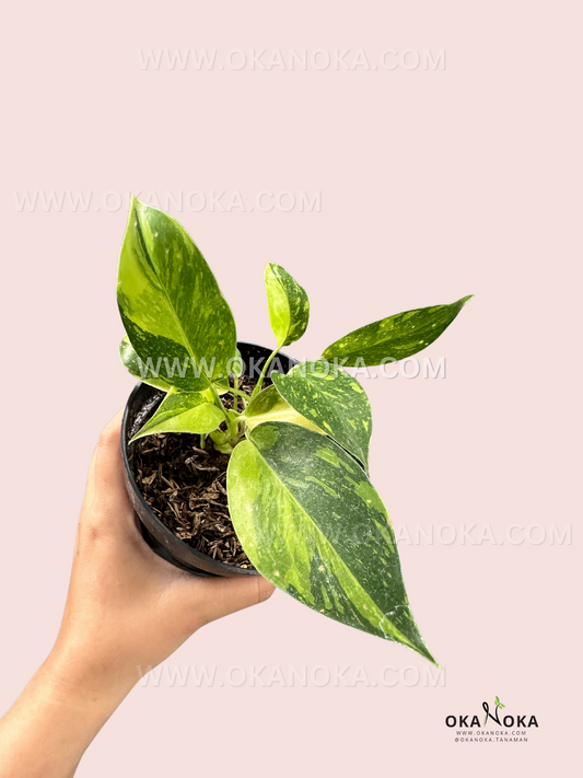 Philodendron Green Congo Nuclear Galaxy