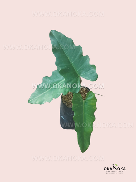 Philodendron Hybrid Mayoi x Jose Buono