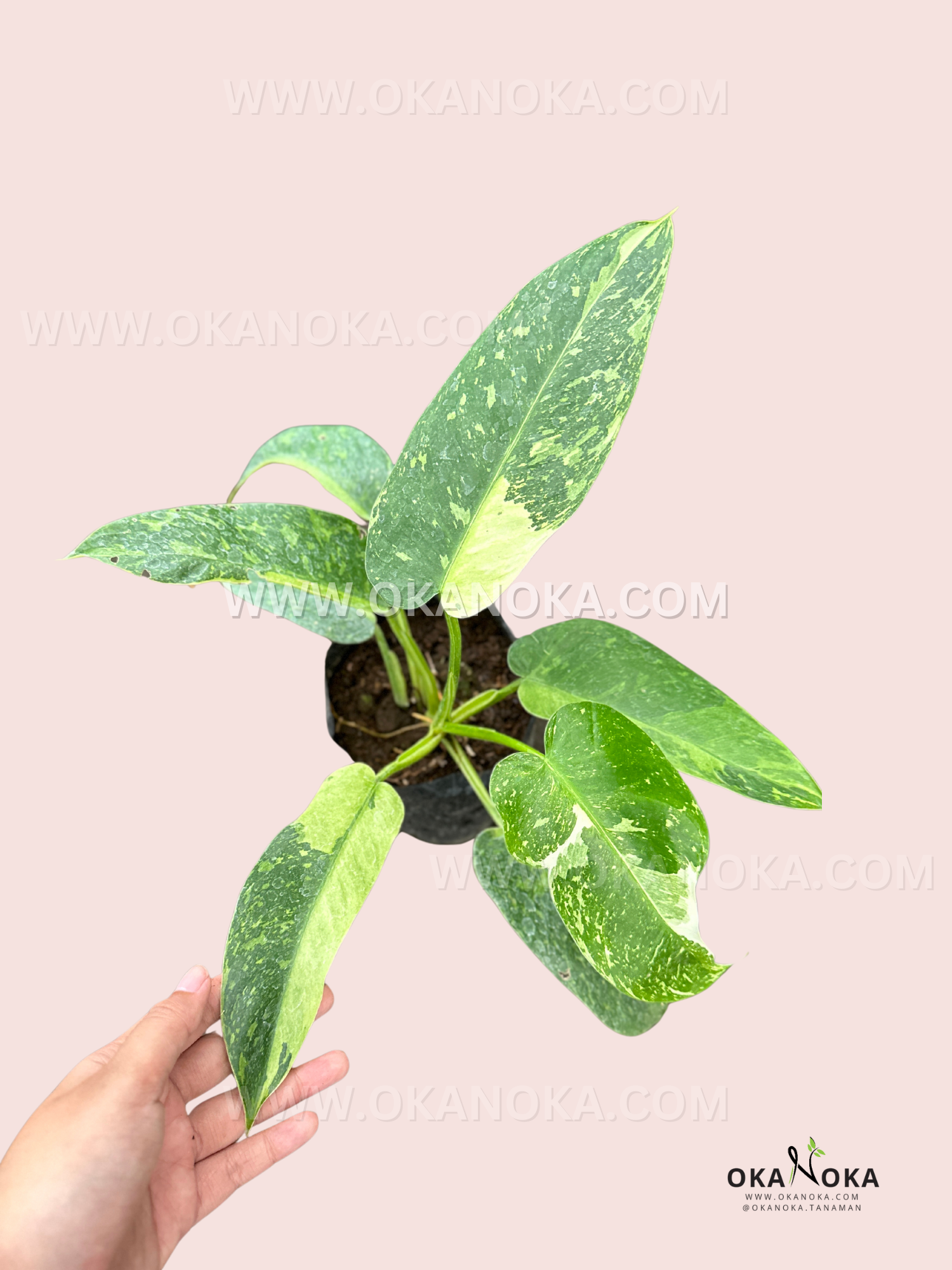 jose buono philodendron Philodendron Jose Buono – Okanoka