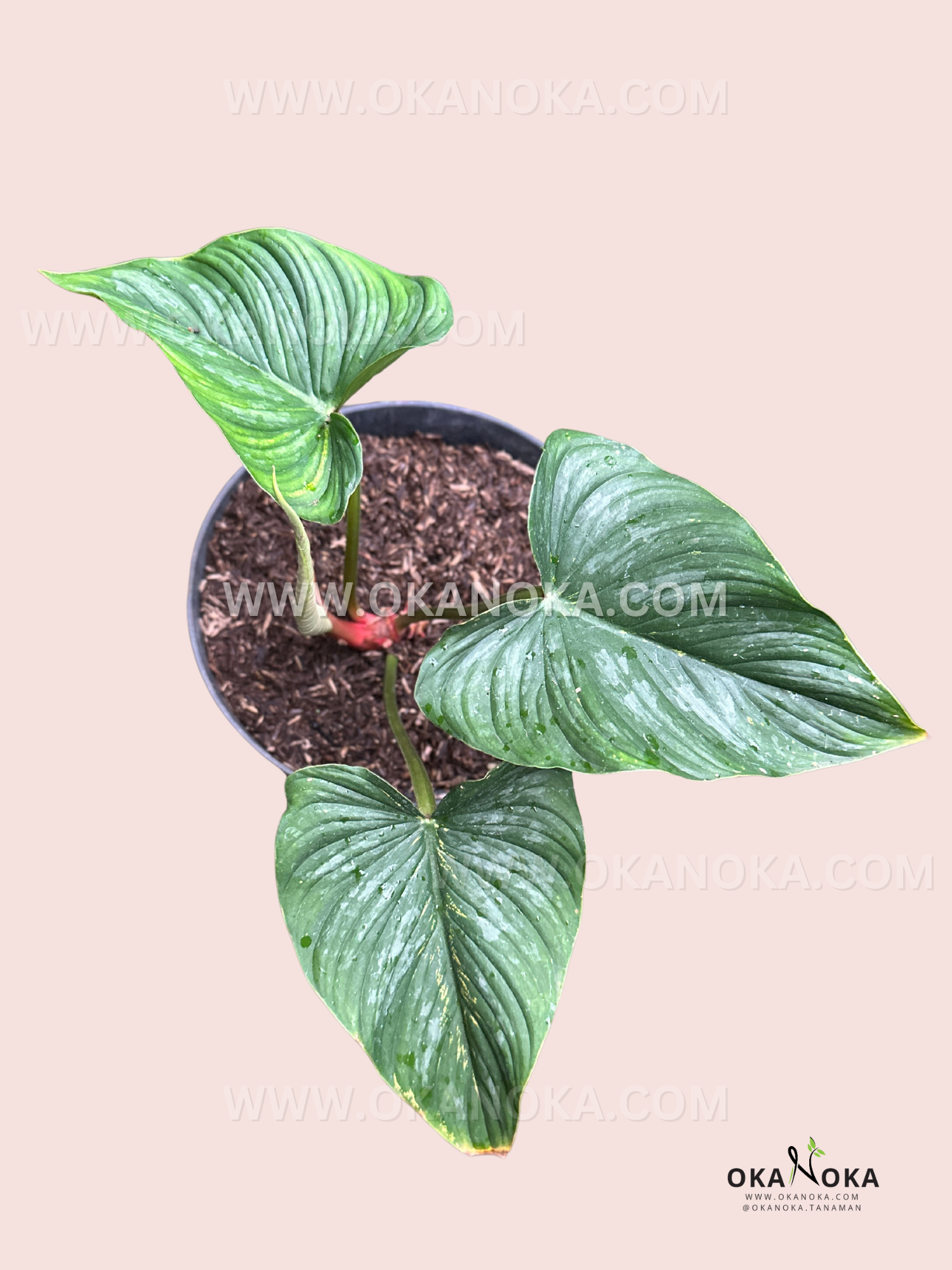 philodendron mamei Philodendron Mamei
