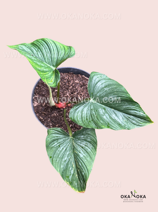 Philodendron Mamei