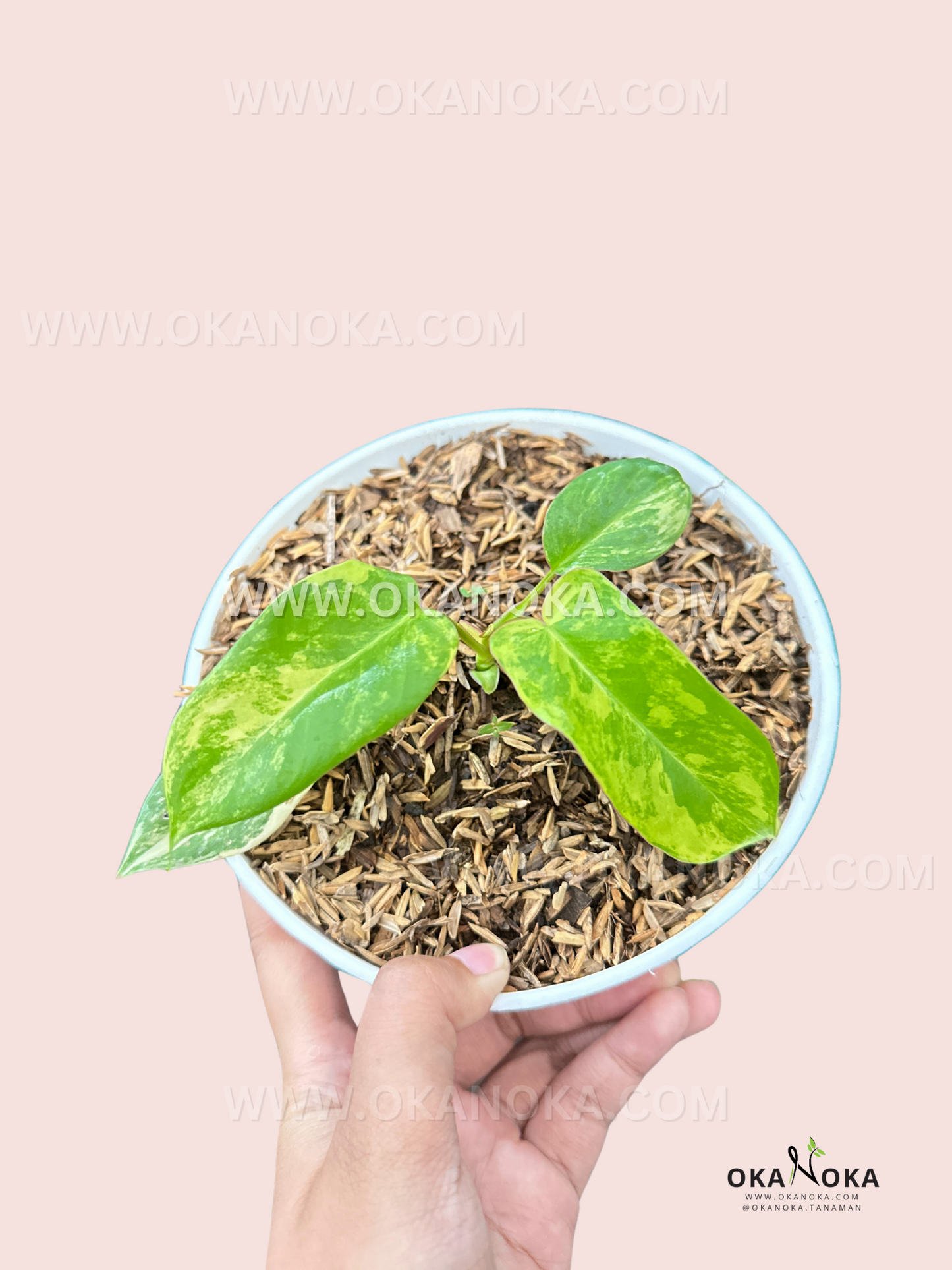 Premium Philodendron Paradise Beauty Small Size live hybrid tropical houseplant for collectors.