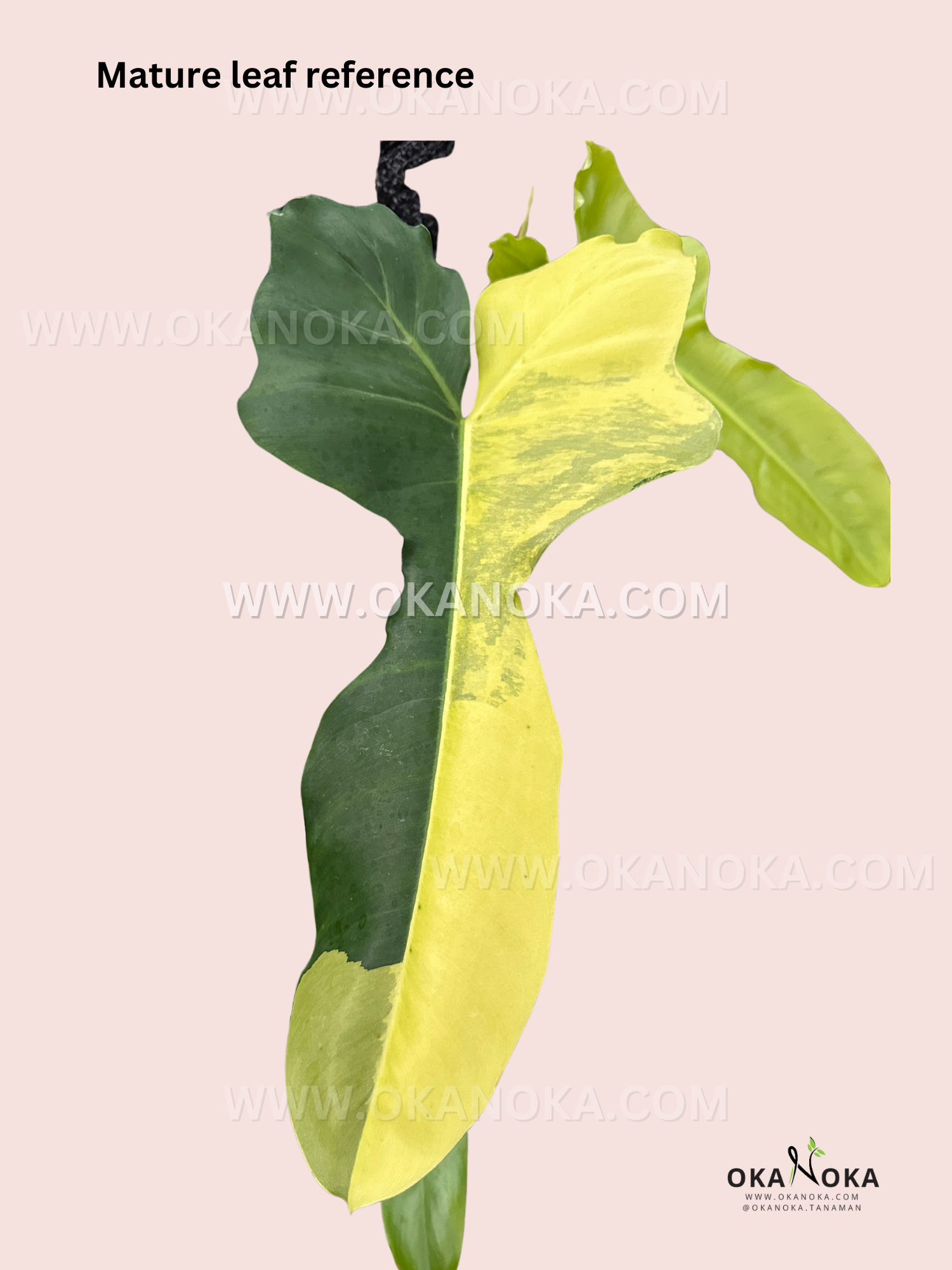 philodendron green paradise Philodendron Paradise Beauty (Florida Beauty x Paraiso Verde) small size