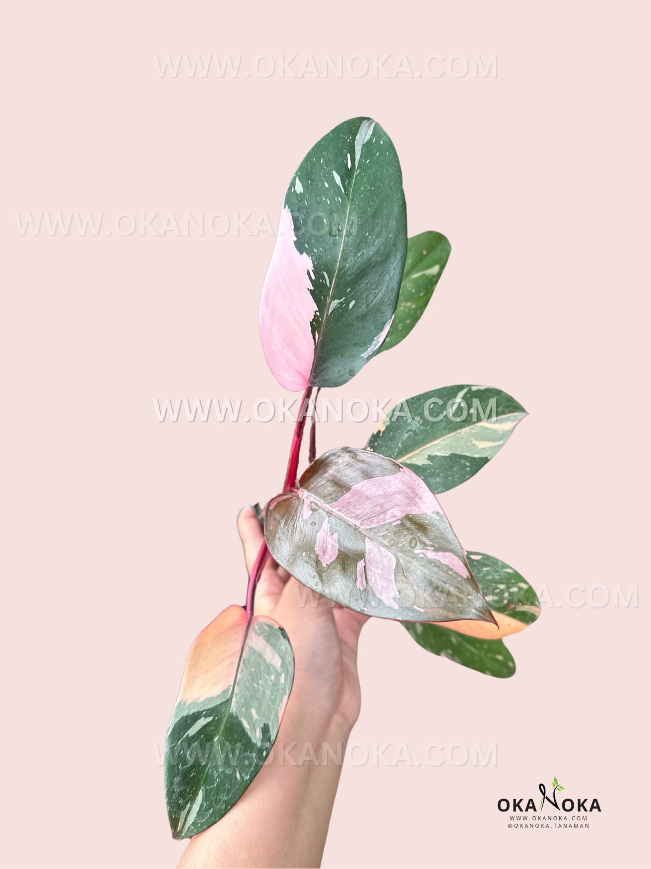 philodendron marble galaxy pink princess Philodendron Pink Princess Galaxy