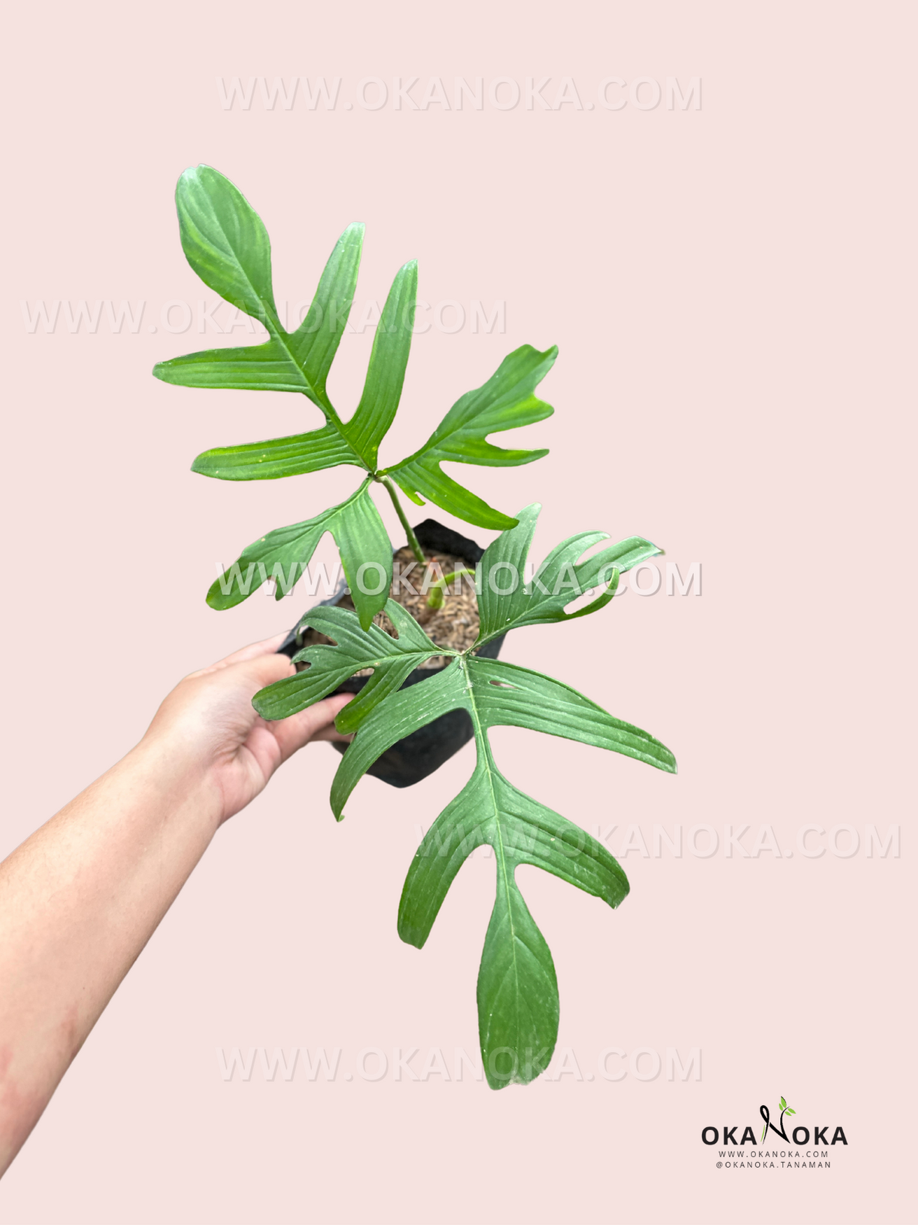 philodendron quercifolium vs pedatum Philodendron Quercifolium