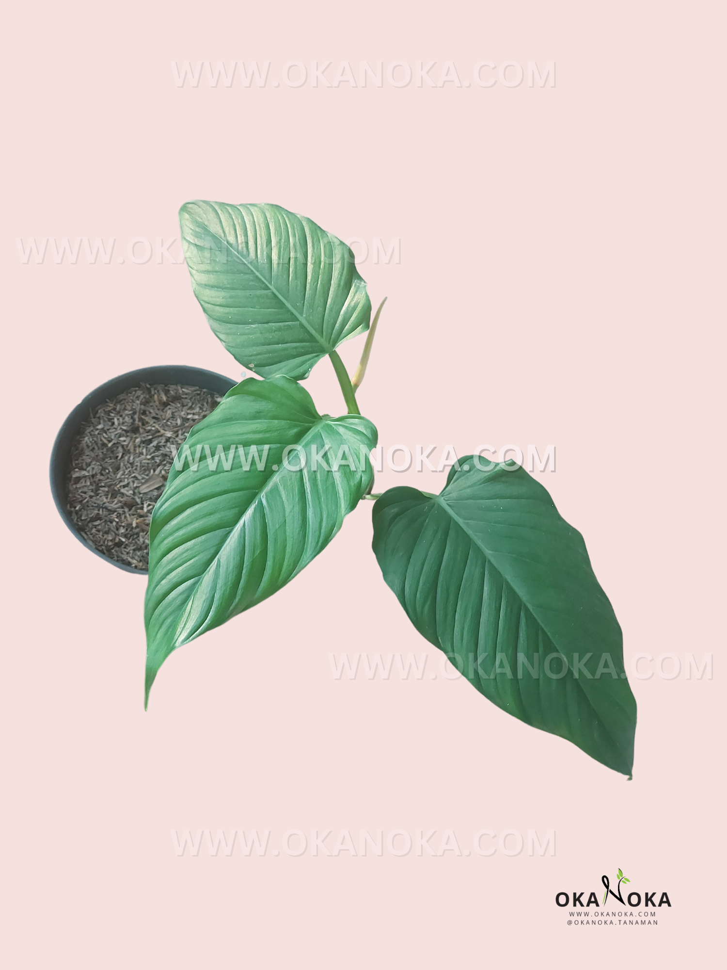 rugapetiolatum philodendron Philodendron Rugapetiolatum
