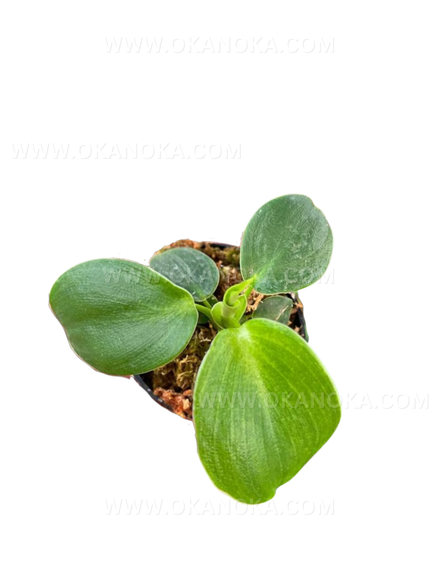 buy philodendron rugosum US Store