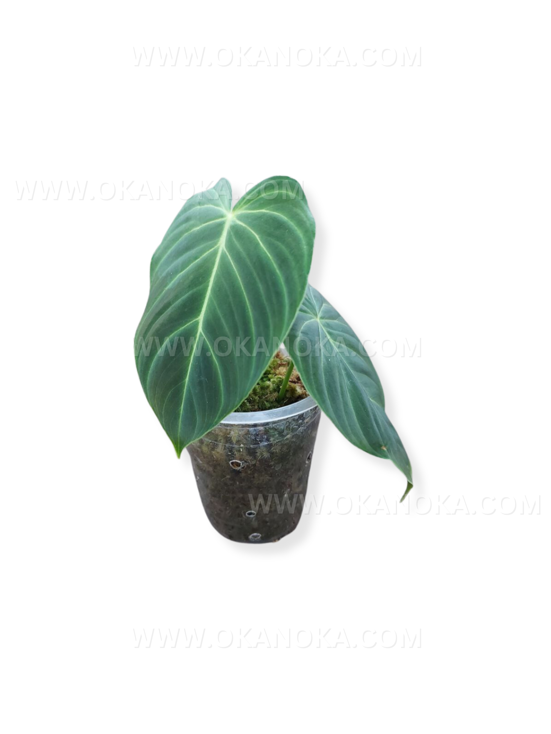 philodendron store US Store