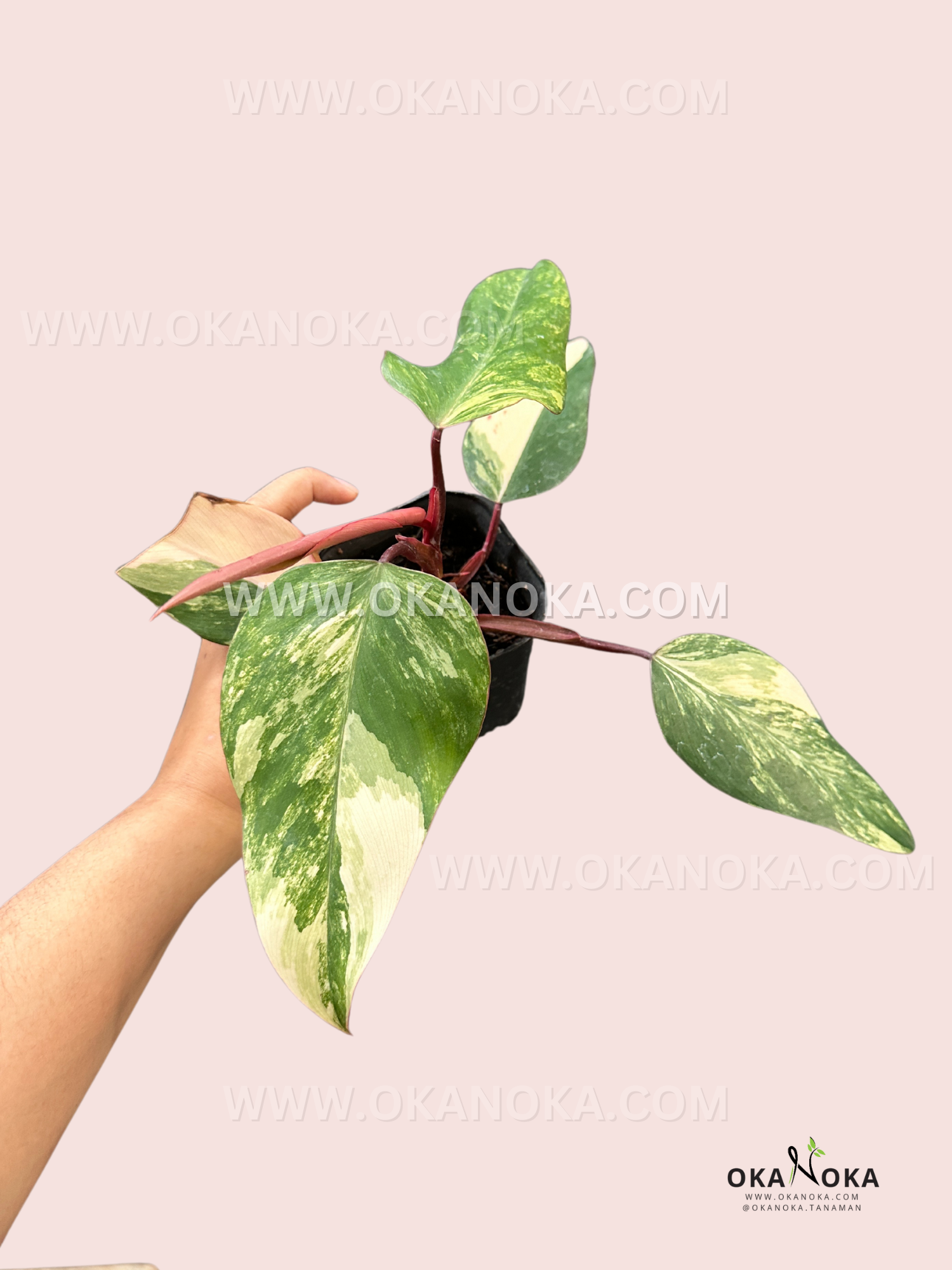 philodendron kaleidoscope Philodendron Strawberry Shake – Okanoka