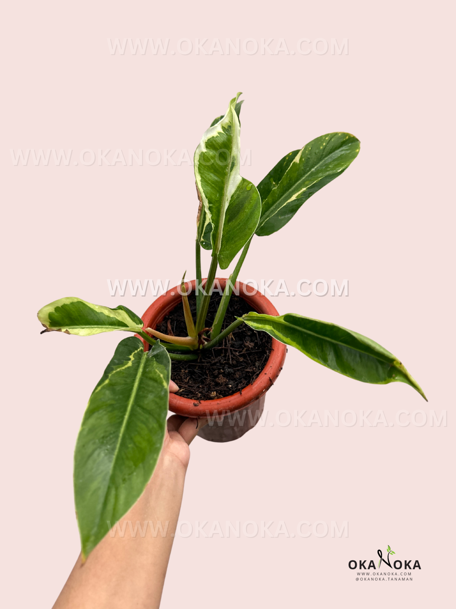 philodendron subhastatum variegata Philodendron Subhastatum Variegated Thai