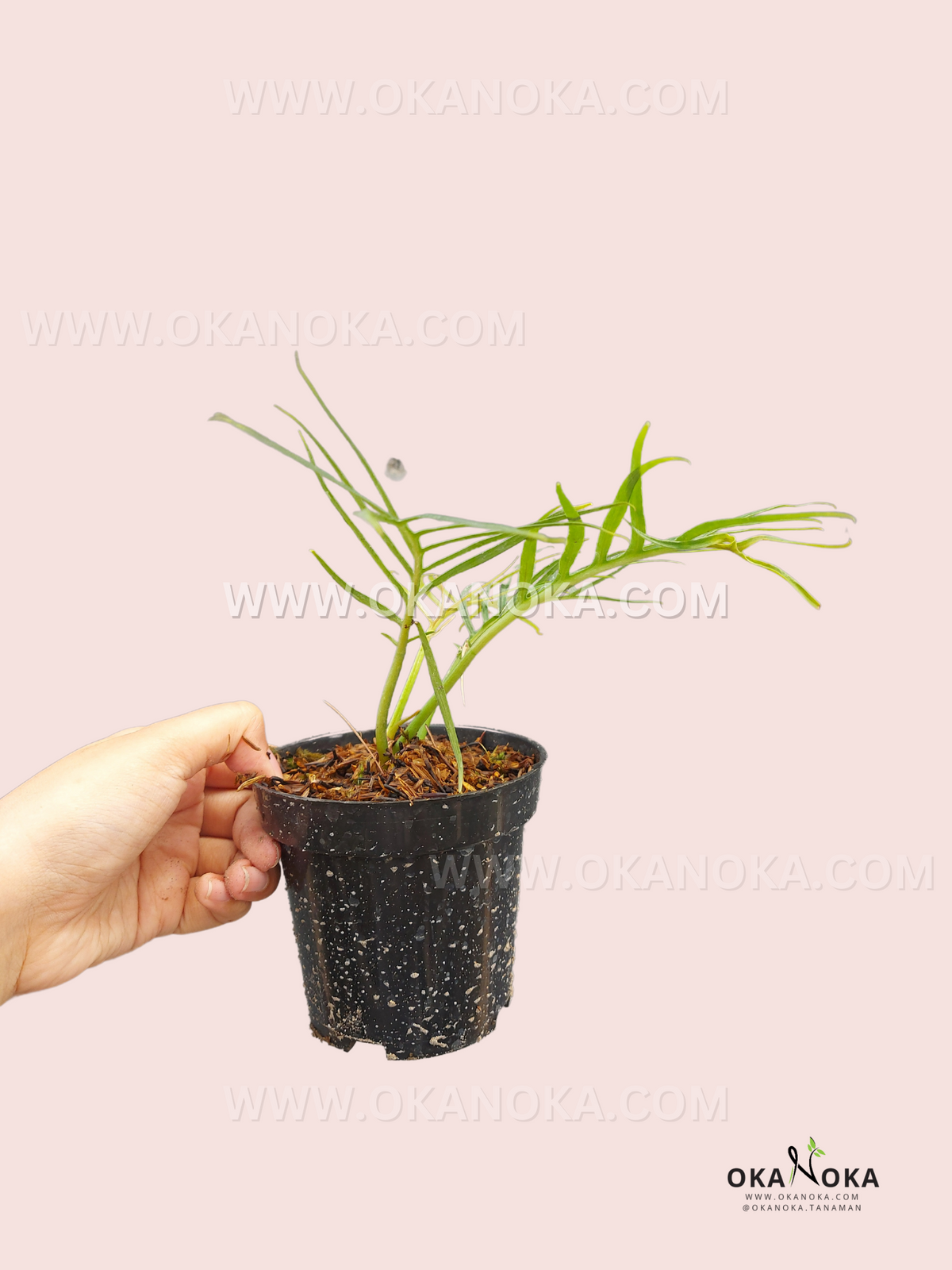 Healthy rooted Philodendron Tortum showcasing elegant dissected tropical foliage.
