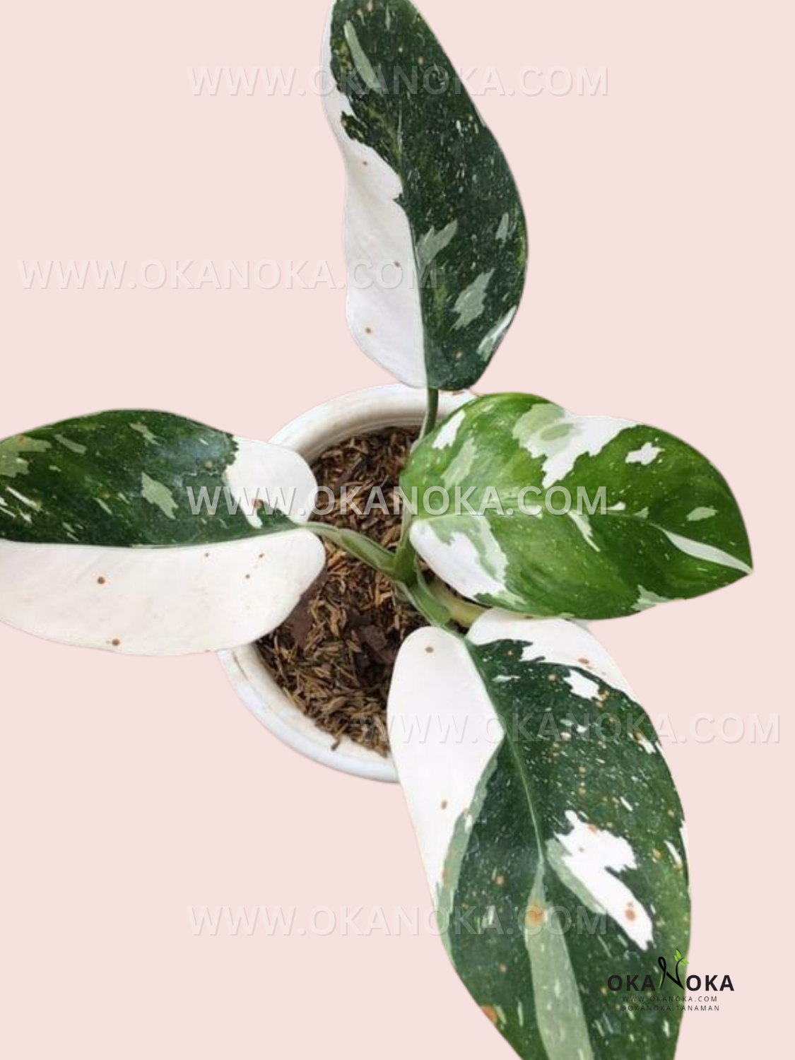 buy white princess philodendron Philodendron White Princess