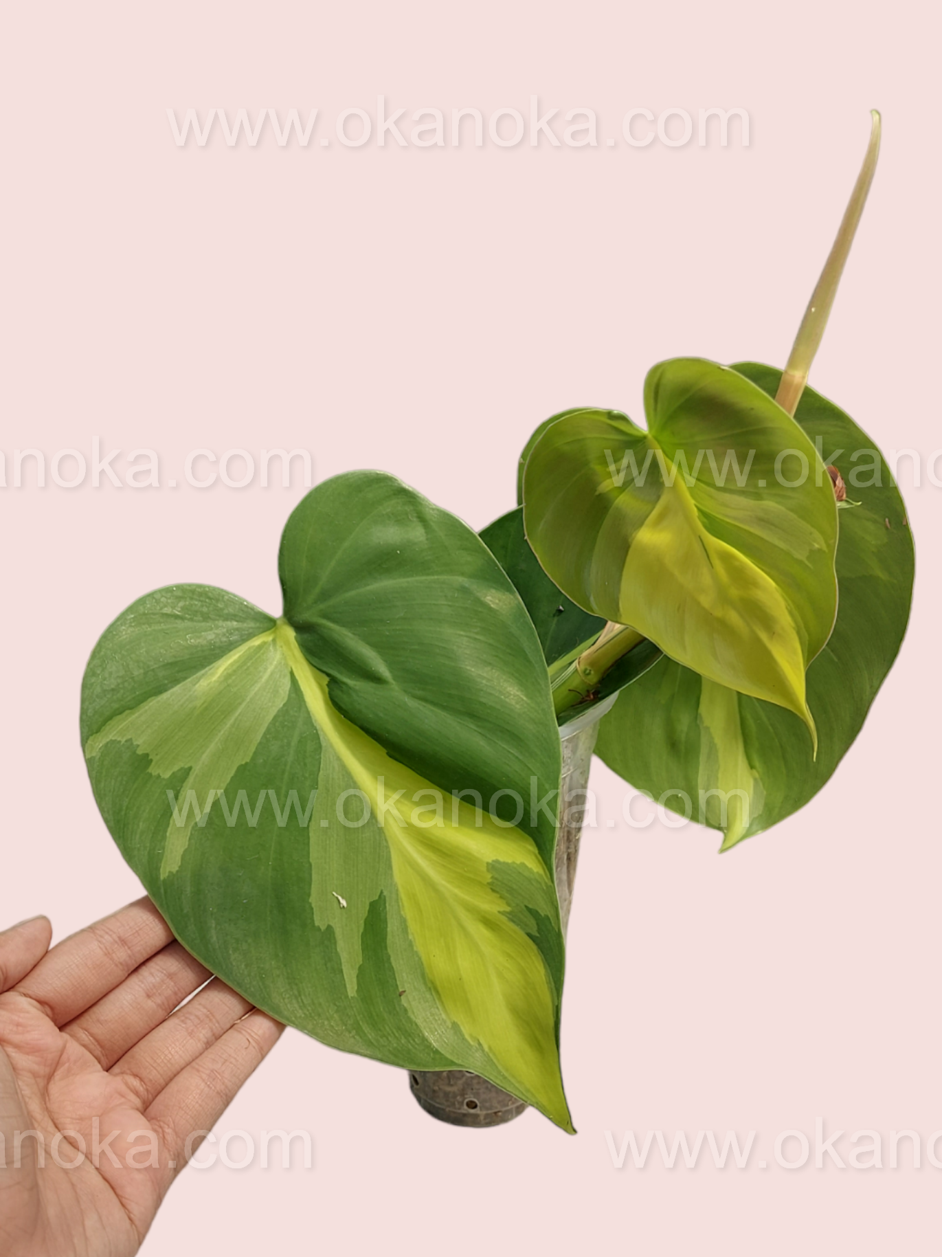 philodendron brasil leaves Rare Philodendron Brasil LARGE – Okanoka