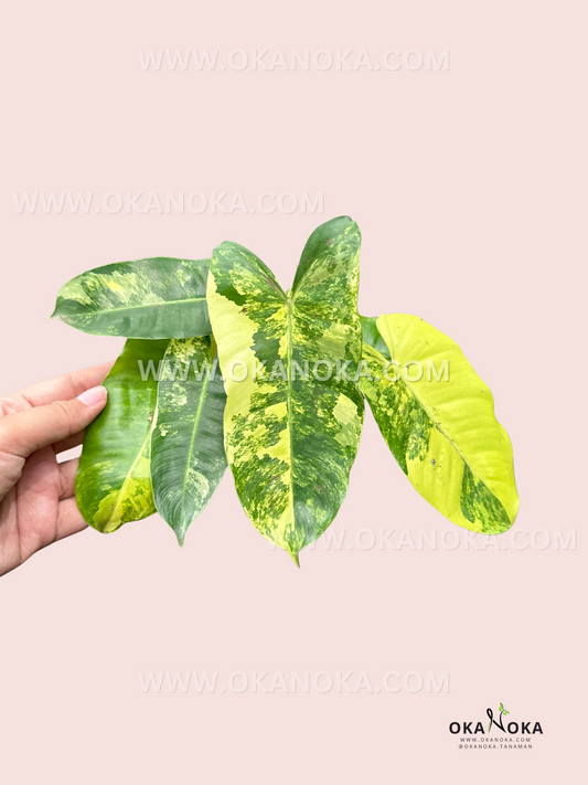 Hand holding Philodendron Burle Marx Variegated with elongated green and yellow variegated leaves.