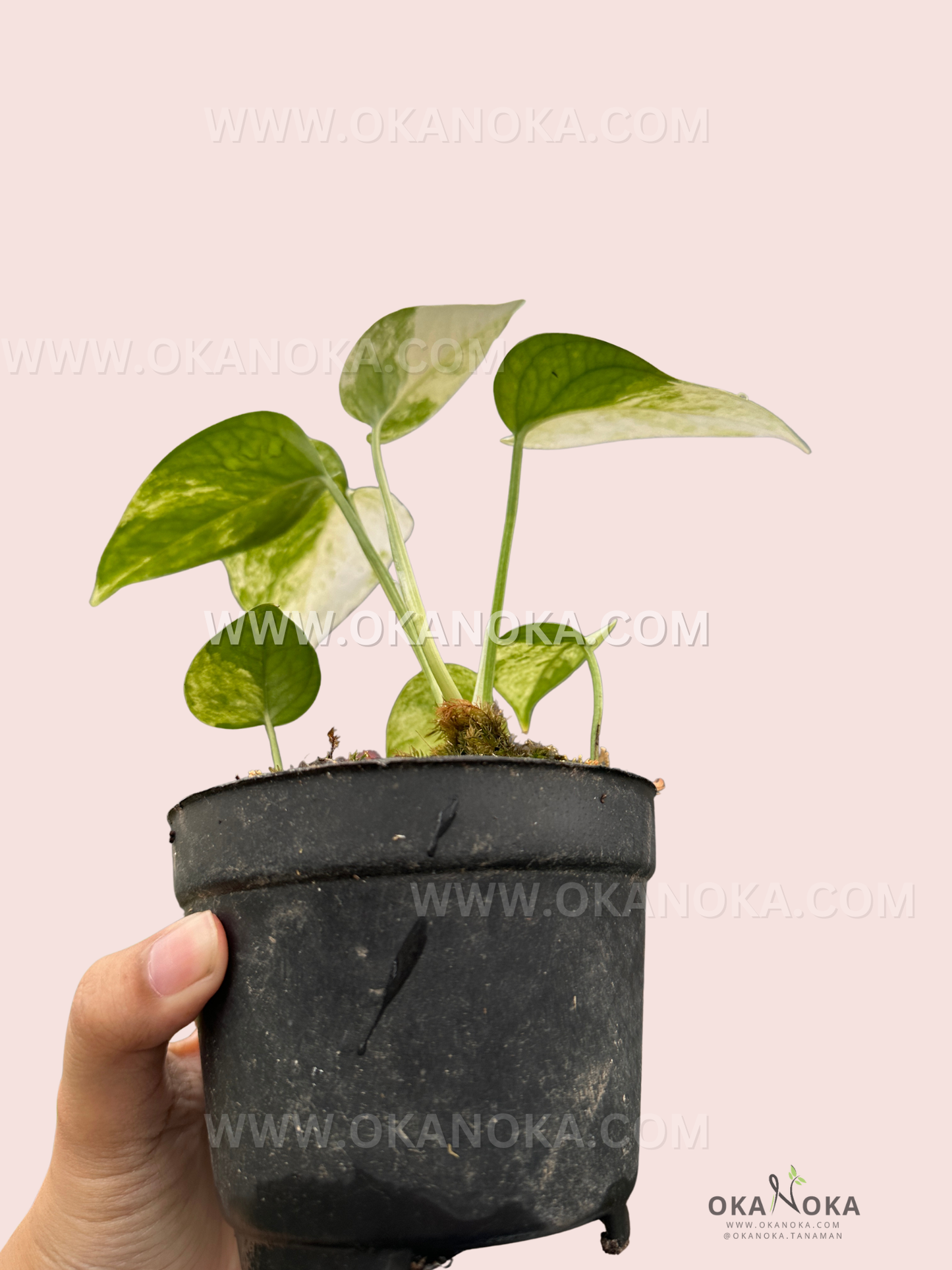 Young Philodendron Cebu Blue Variegated showcasing trailing growth in a compact pot.