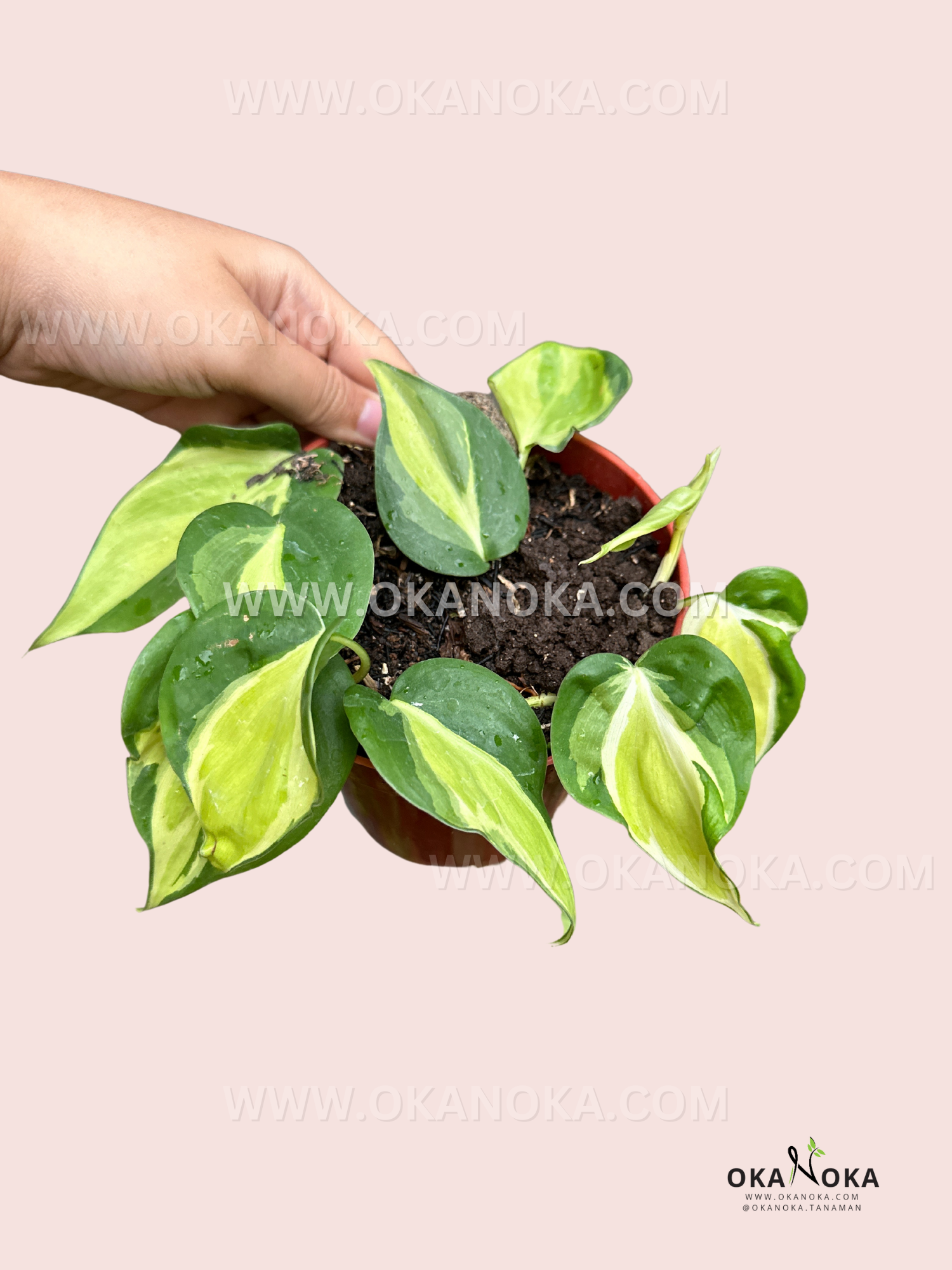 cream splash philodendron Philodendron Cream Splash