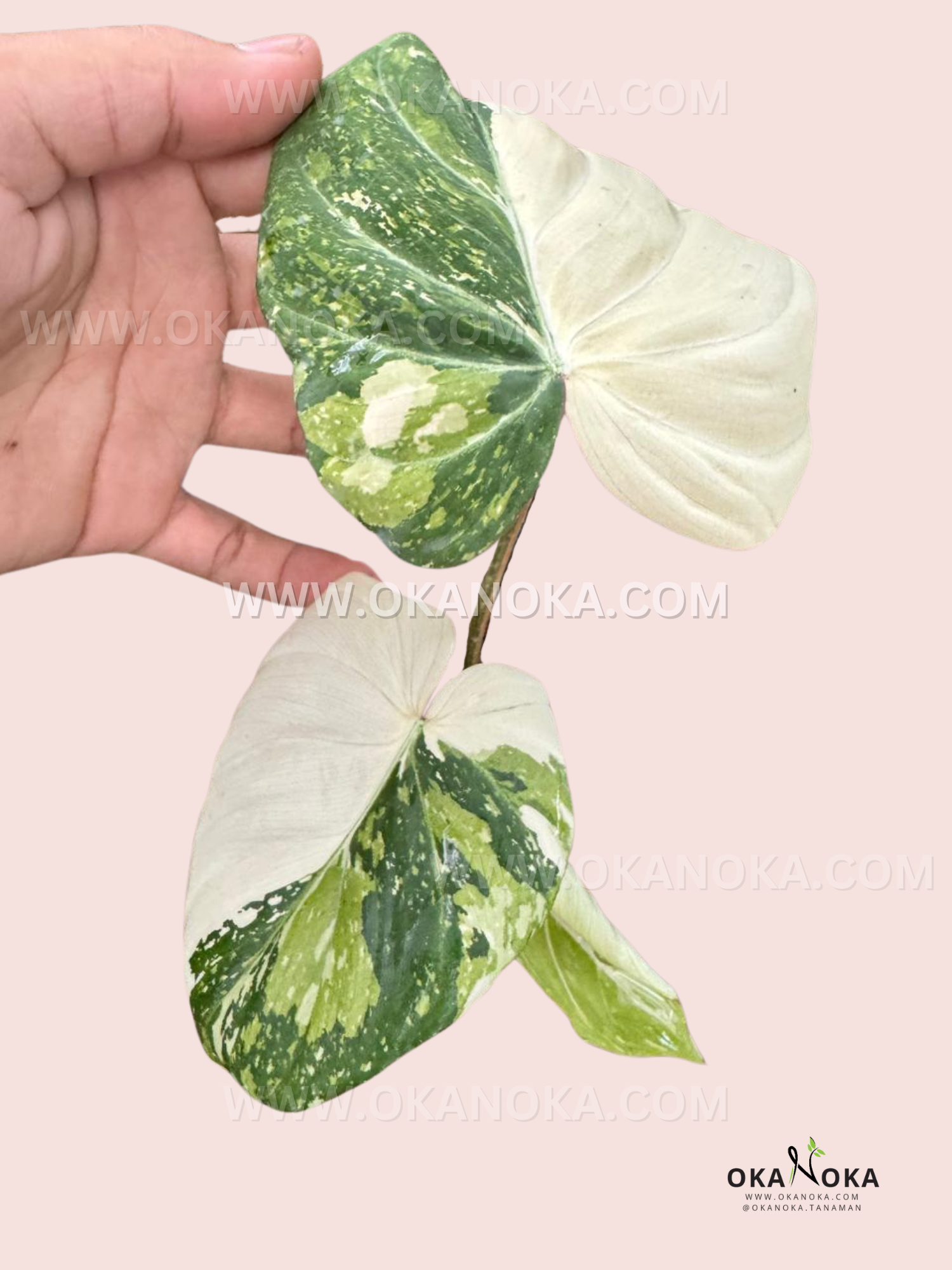 philodendron gloriosum variegated price Philodendron Gloriosum Variegated – Okanoka