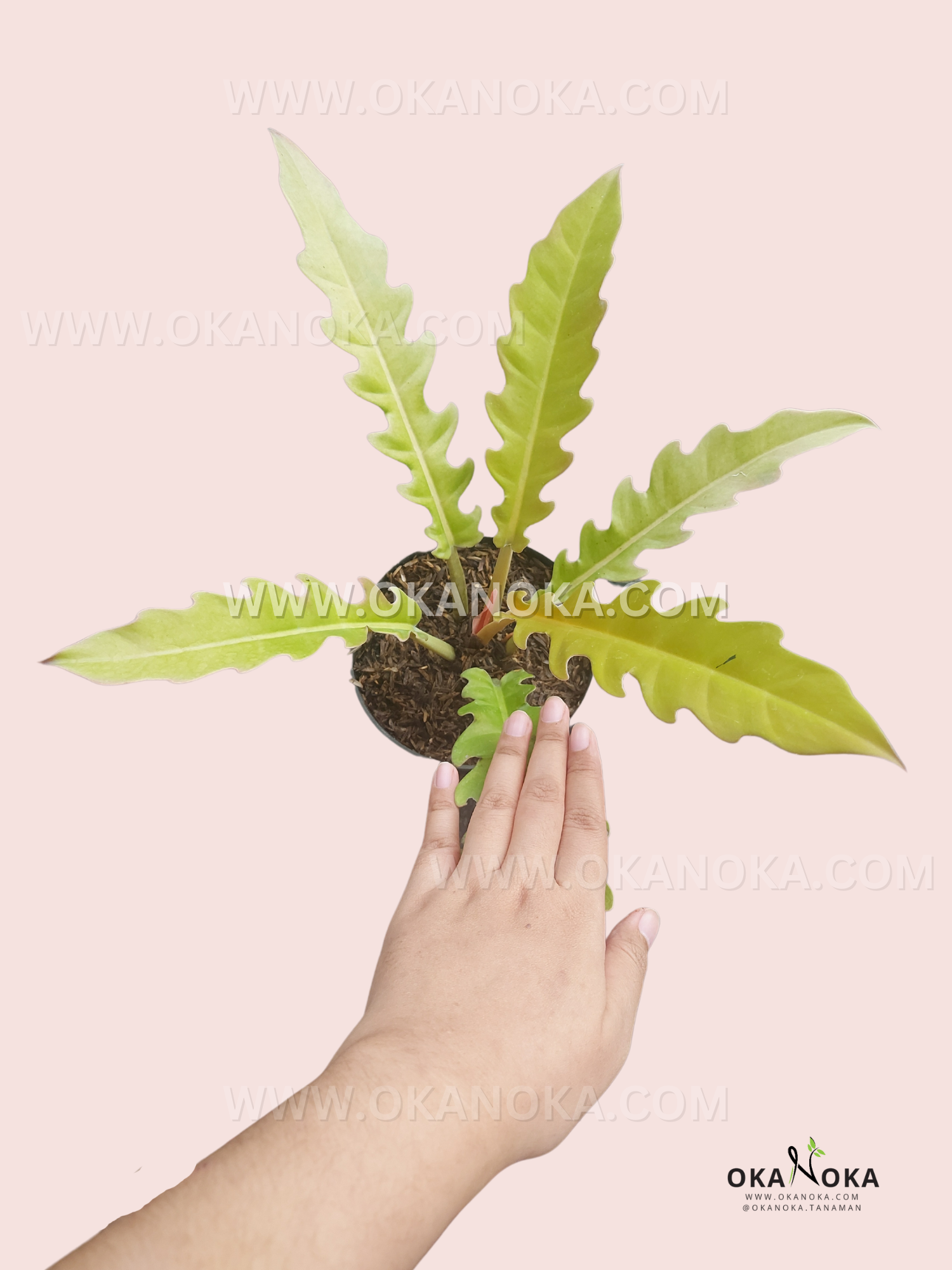 golden serratum philodendron Philodendron Golden Saw – Okanoka