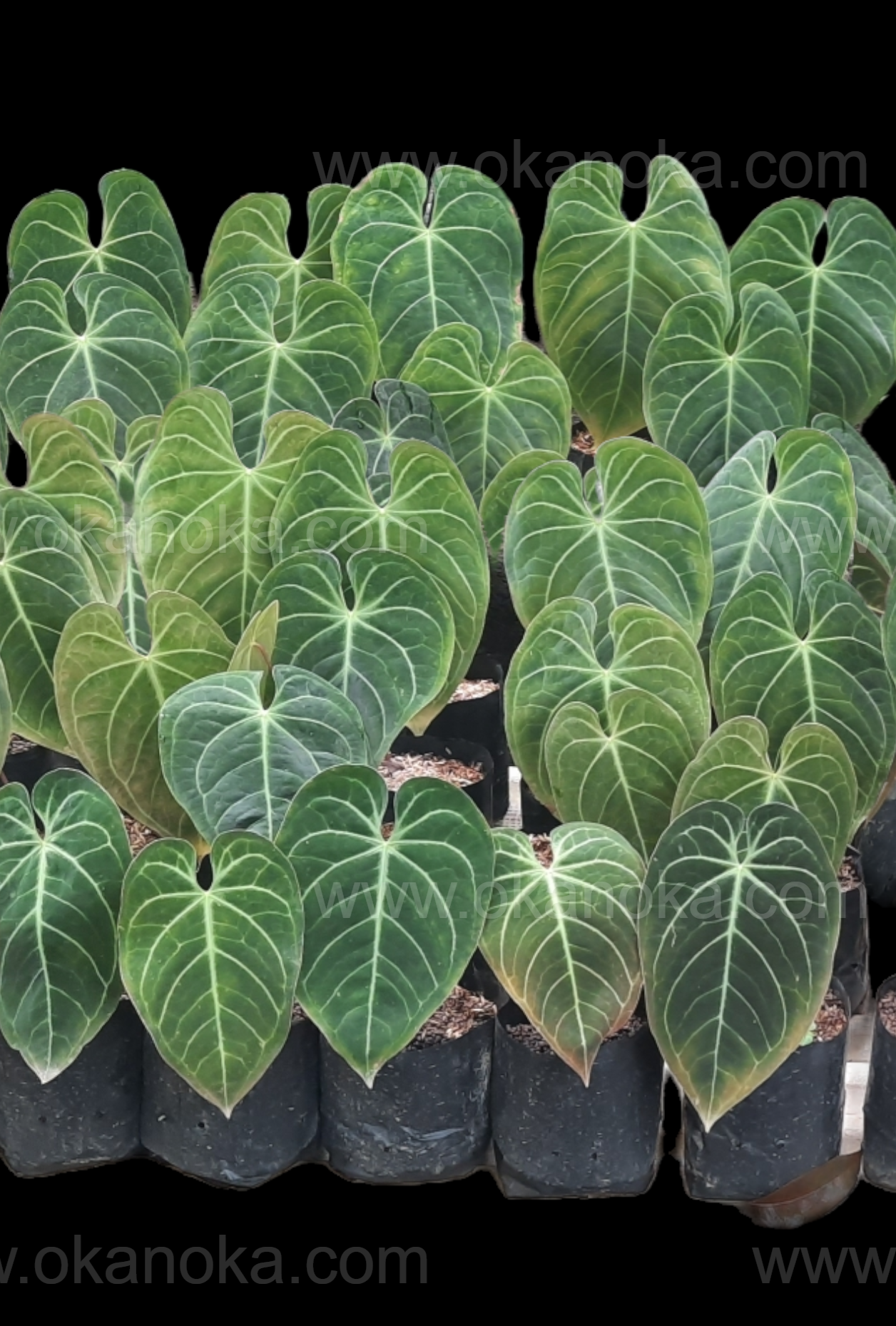 anthurium magnificum cuidados Híbrido 5x Anthurium Magnificum al por mayor
